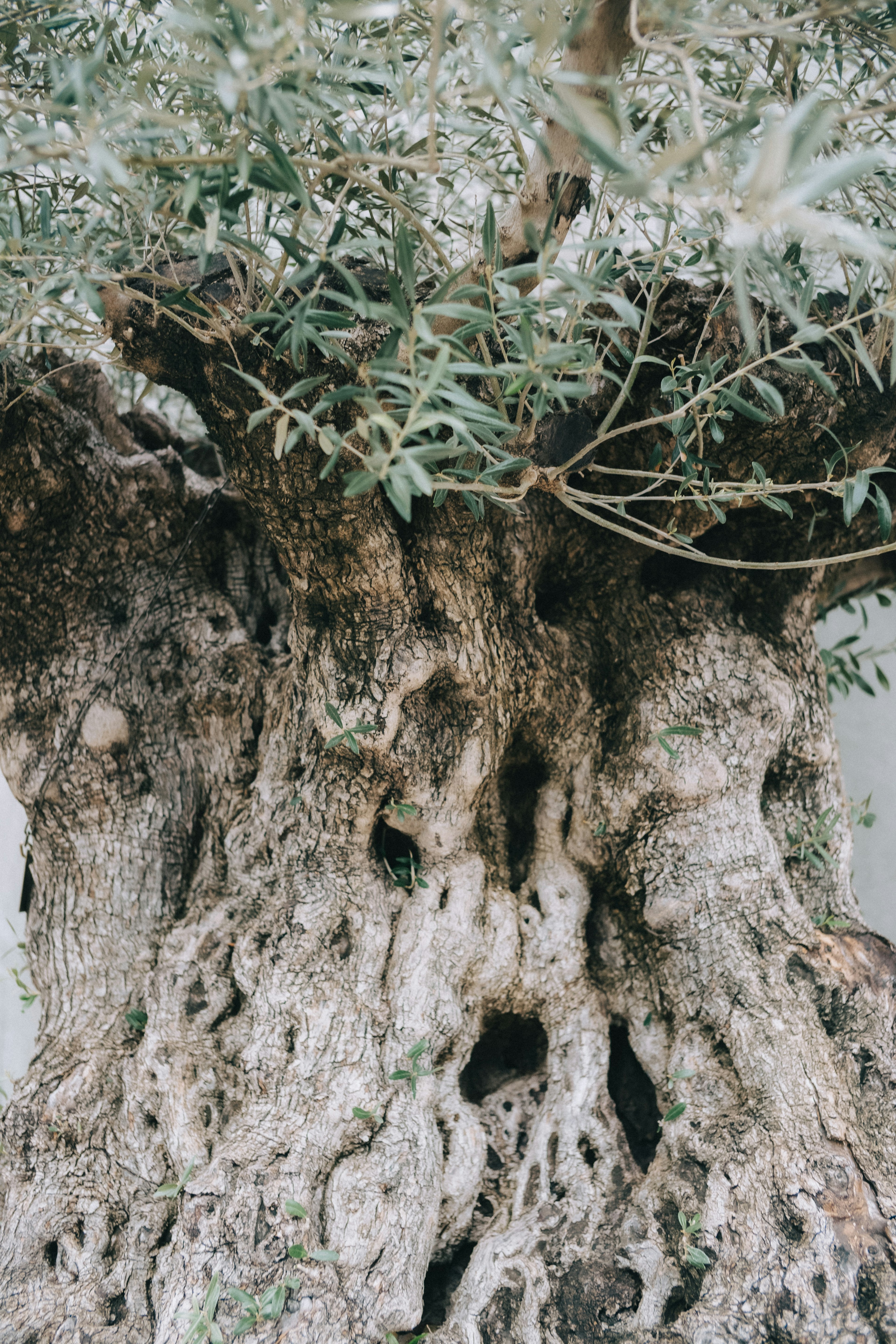 Ancient olive tree trunk with thick bark and green leaves