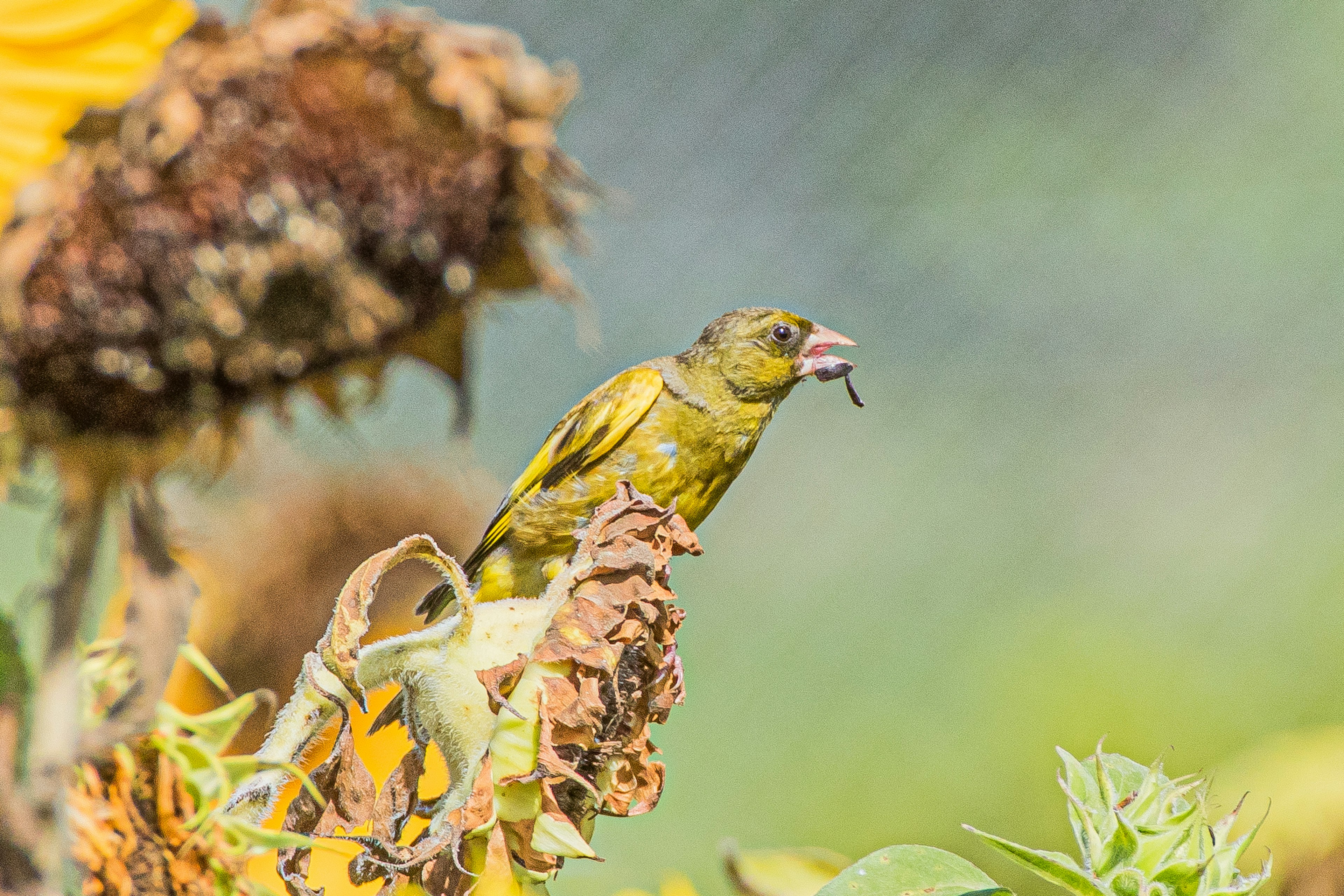 Un pájaro de color oliva posado en una rama cerca de girasoles sosteniendo un insecto