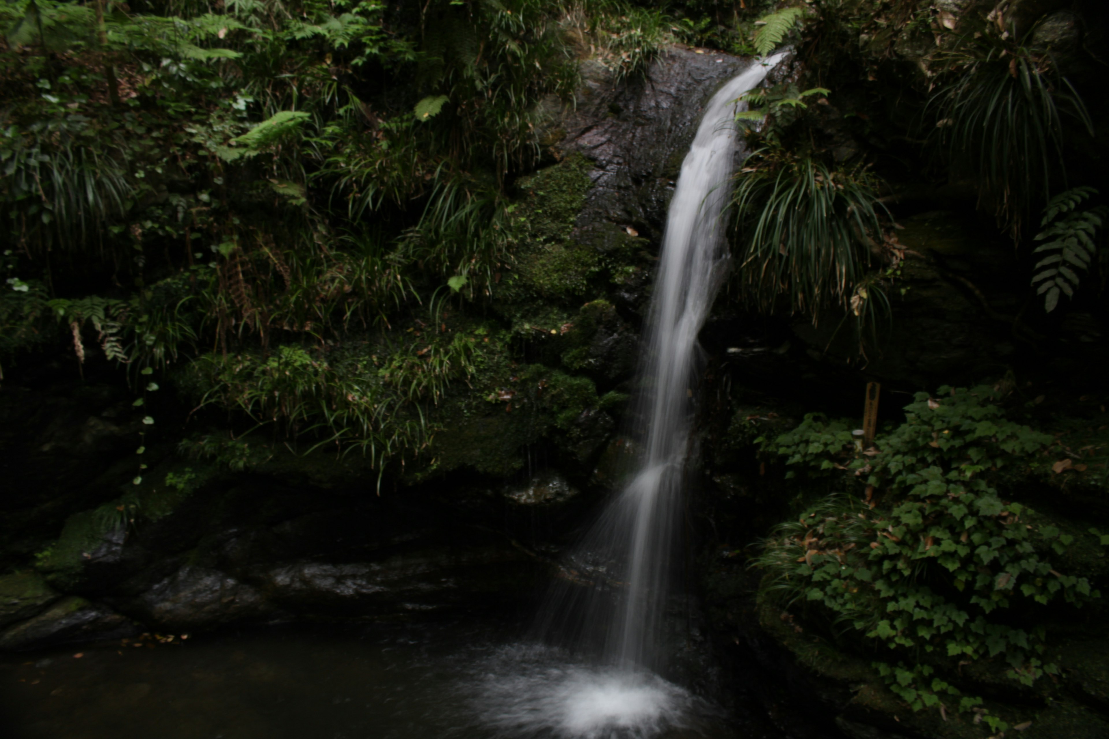 緑に囲まれた滝の美しい風景流れる水と豊かな植物