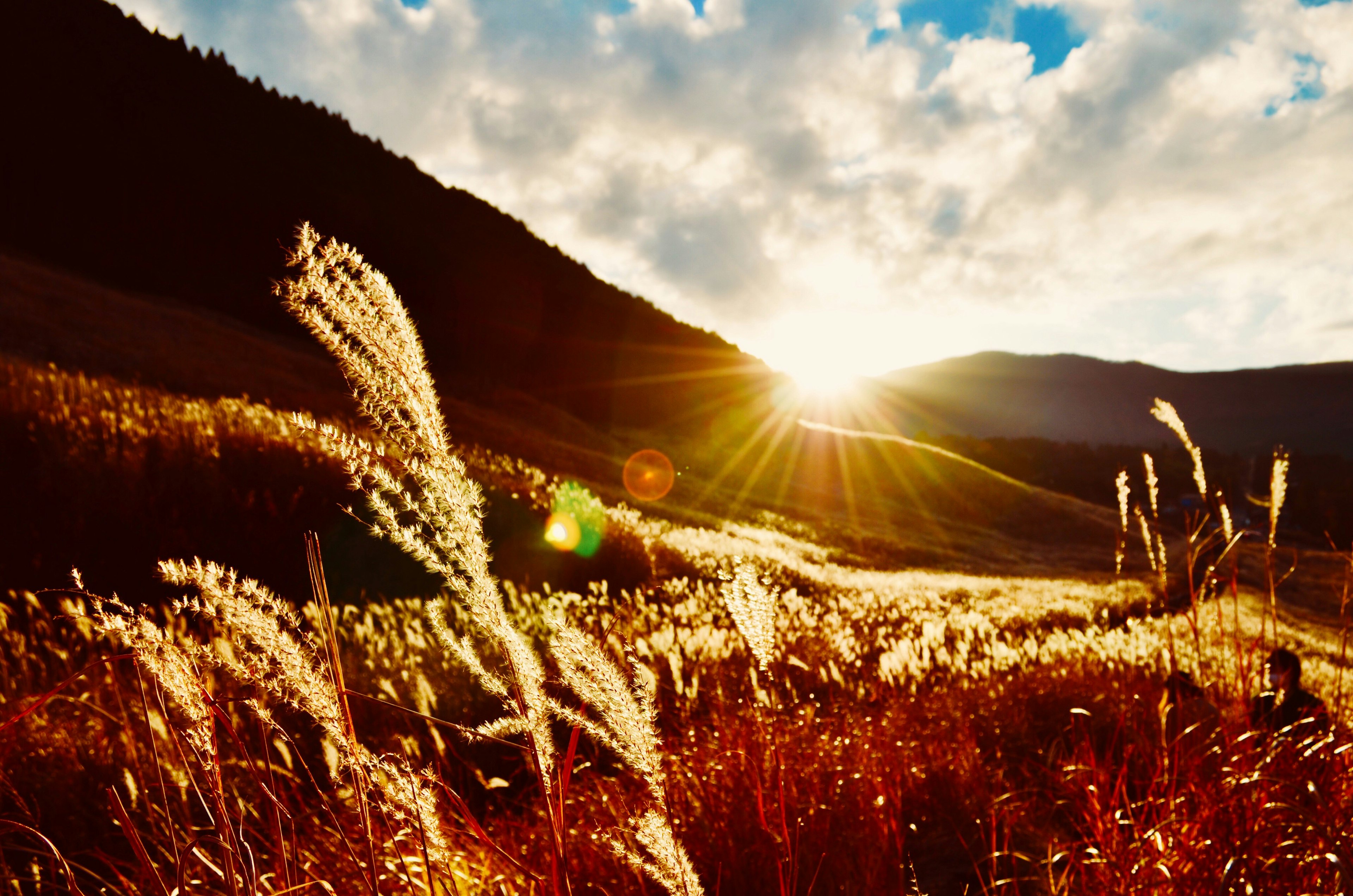 Amanecer sobre un campo de hierba con plantas meciéndose y montañas distantes