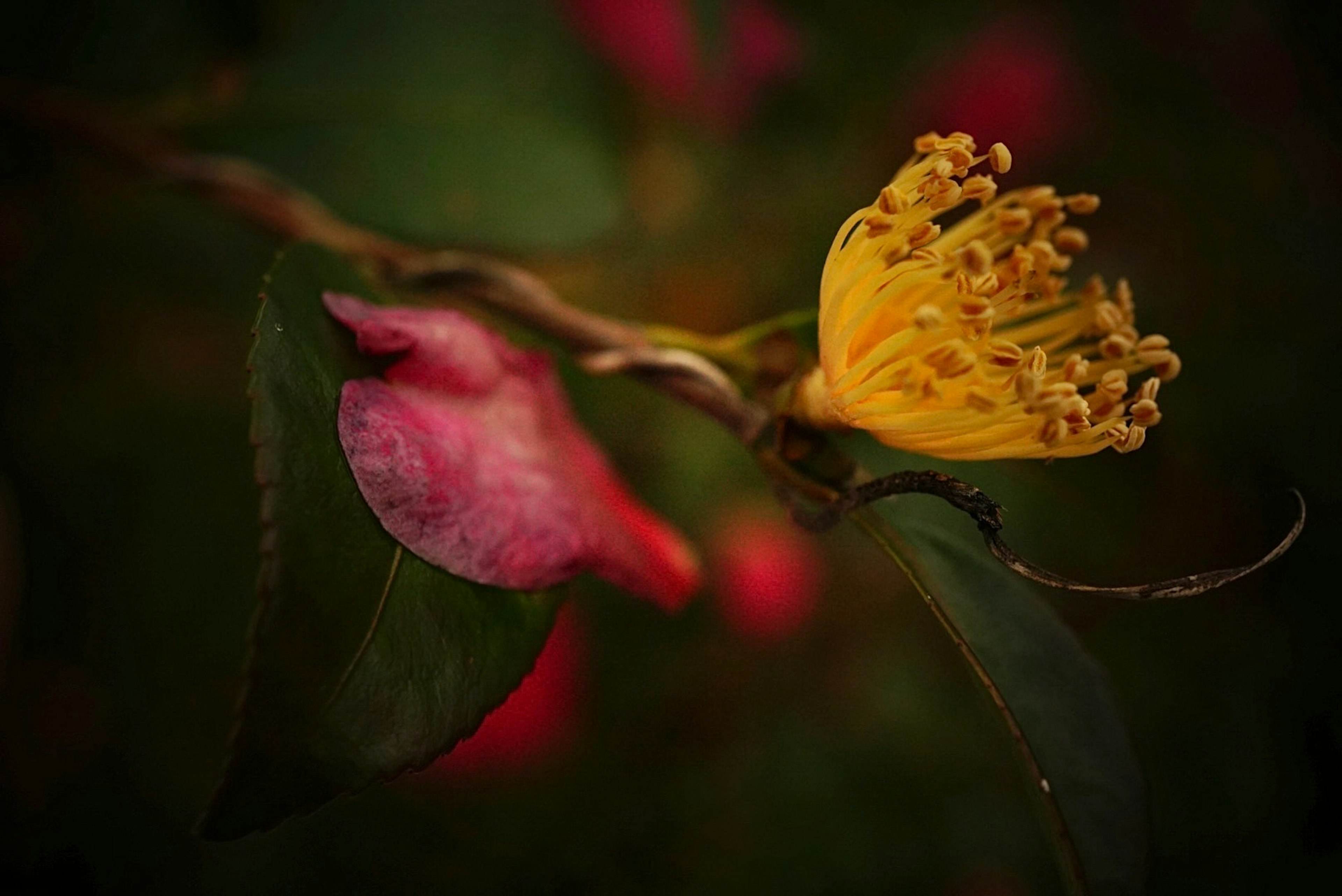 Primo piano di una pianta con un fiore giallo e petali rosa