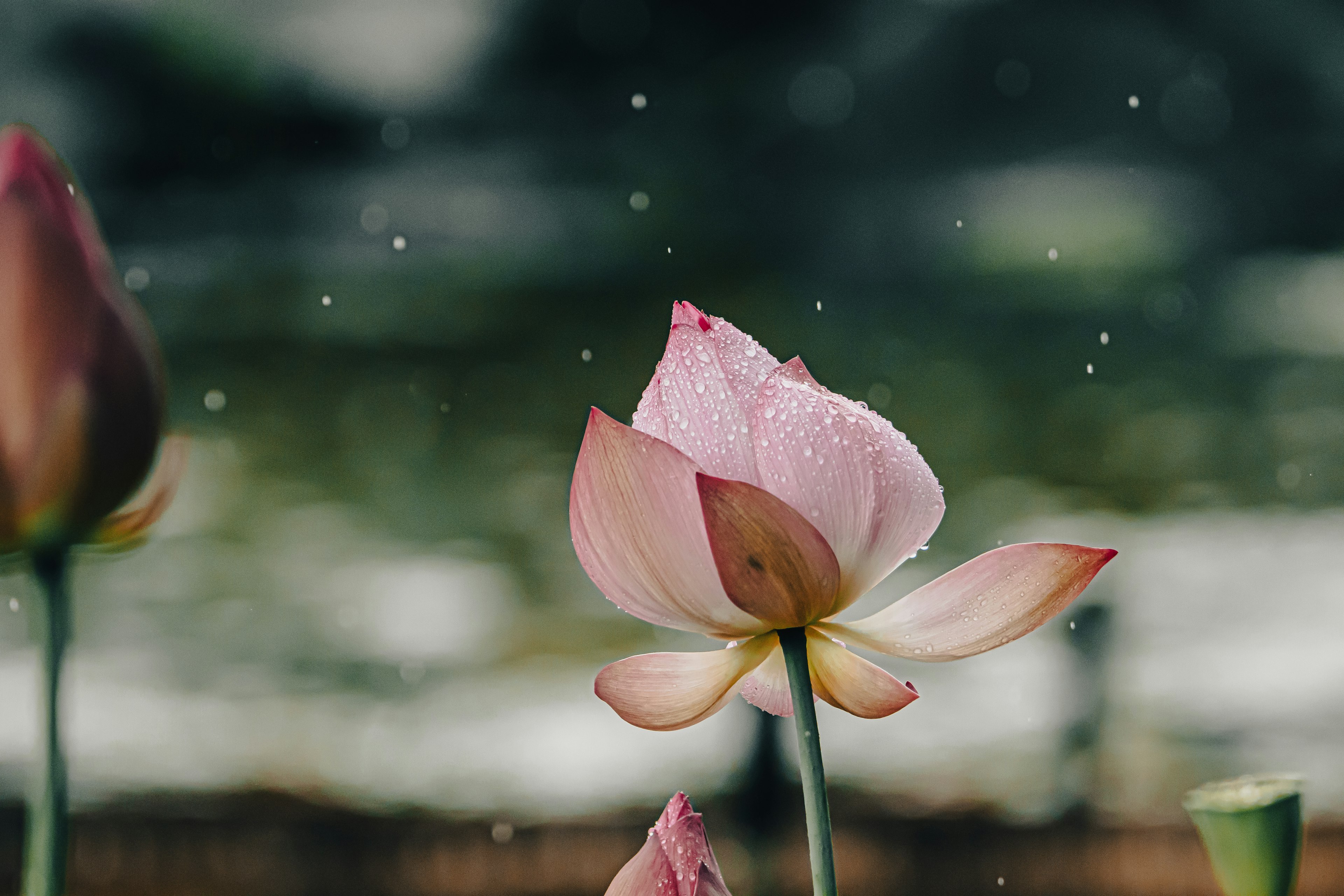 A pink lotus flower with raindrops against a blurred green background