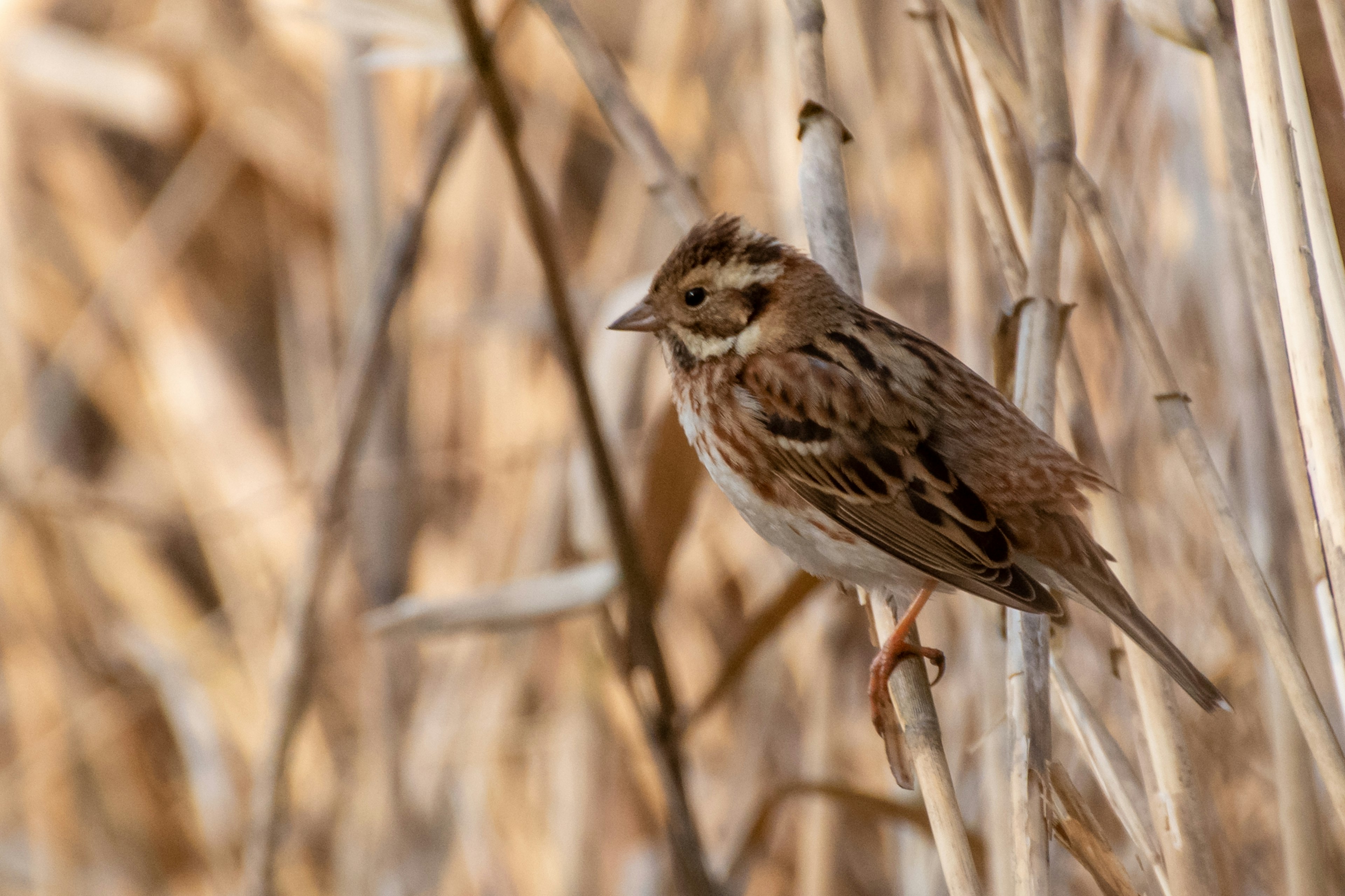 A small brown sparrow perched among dried grass