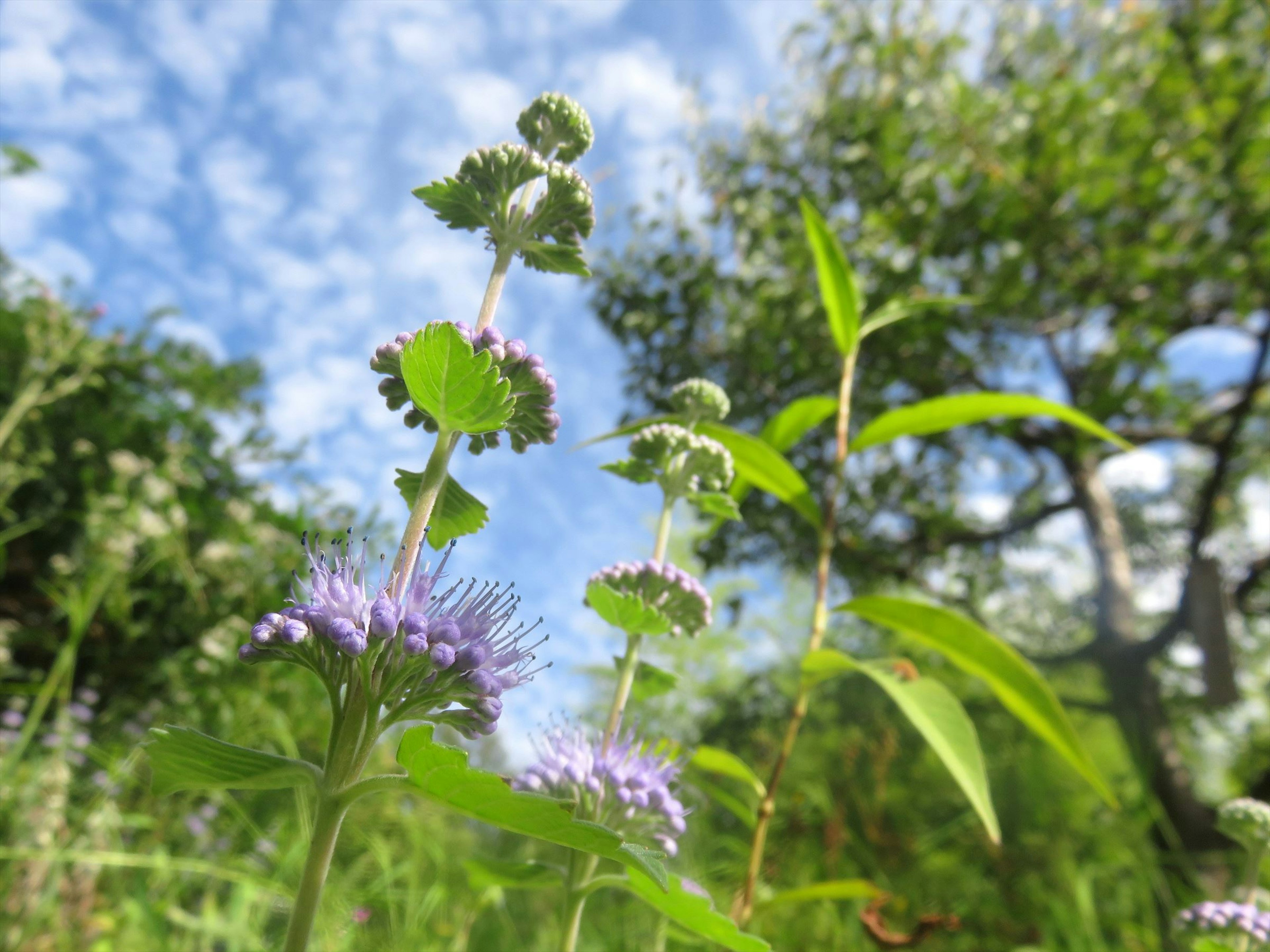 青空と雲が広がる中で咲く紫色の花を持つ植物