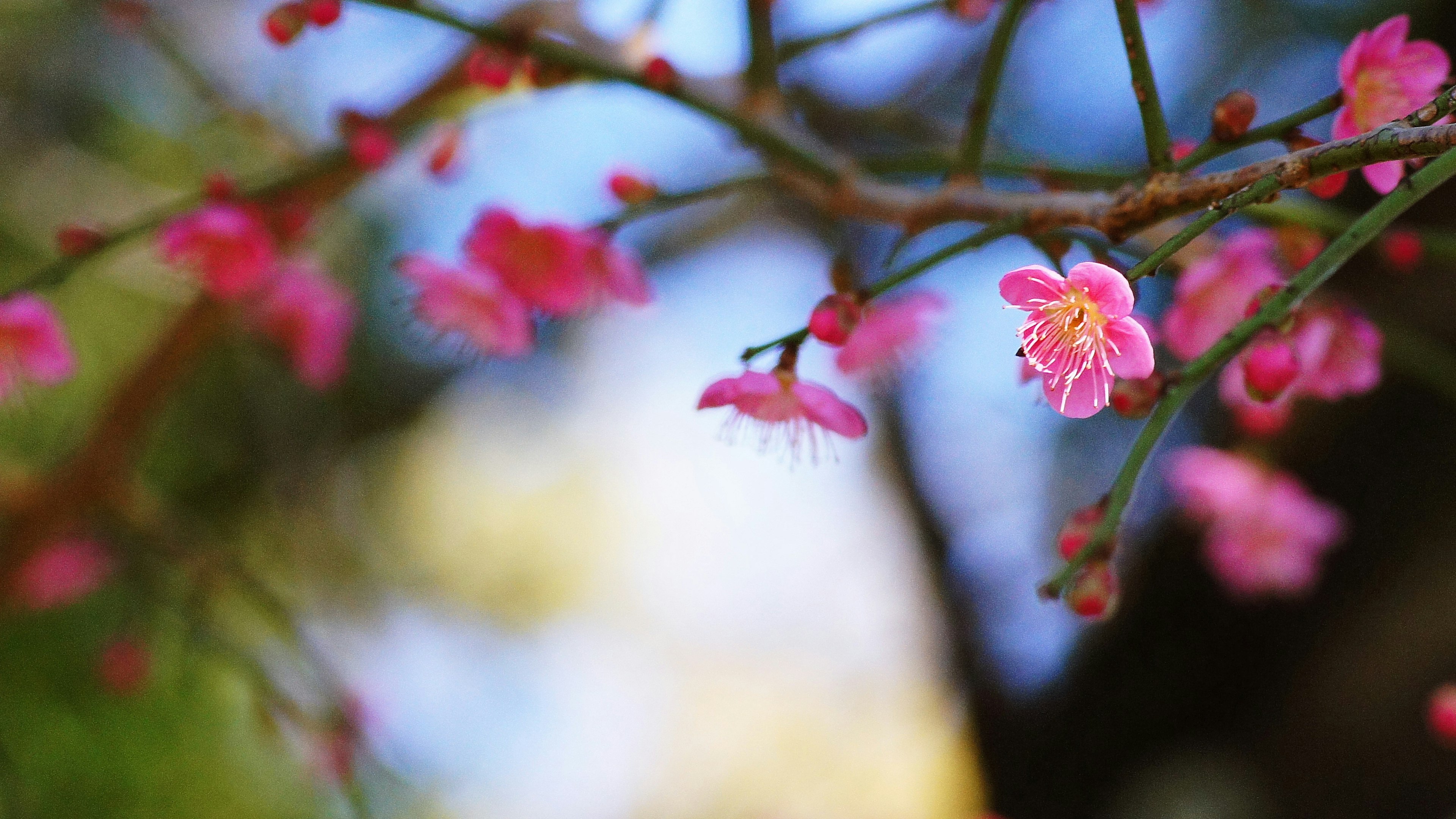 Primer plano de flores rosas en una rama con un fondo natural borroso