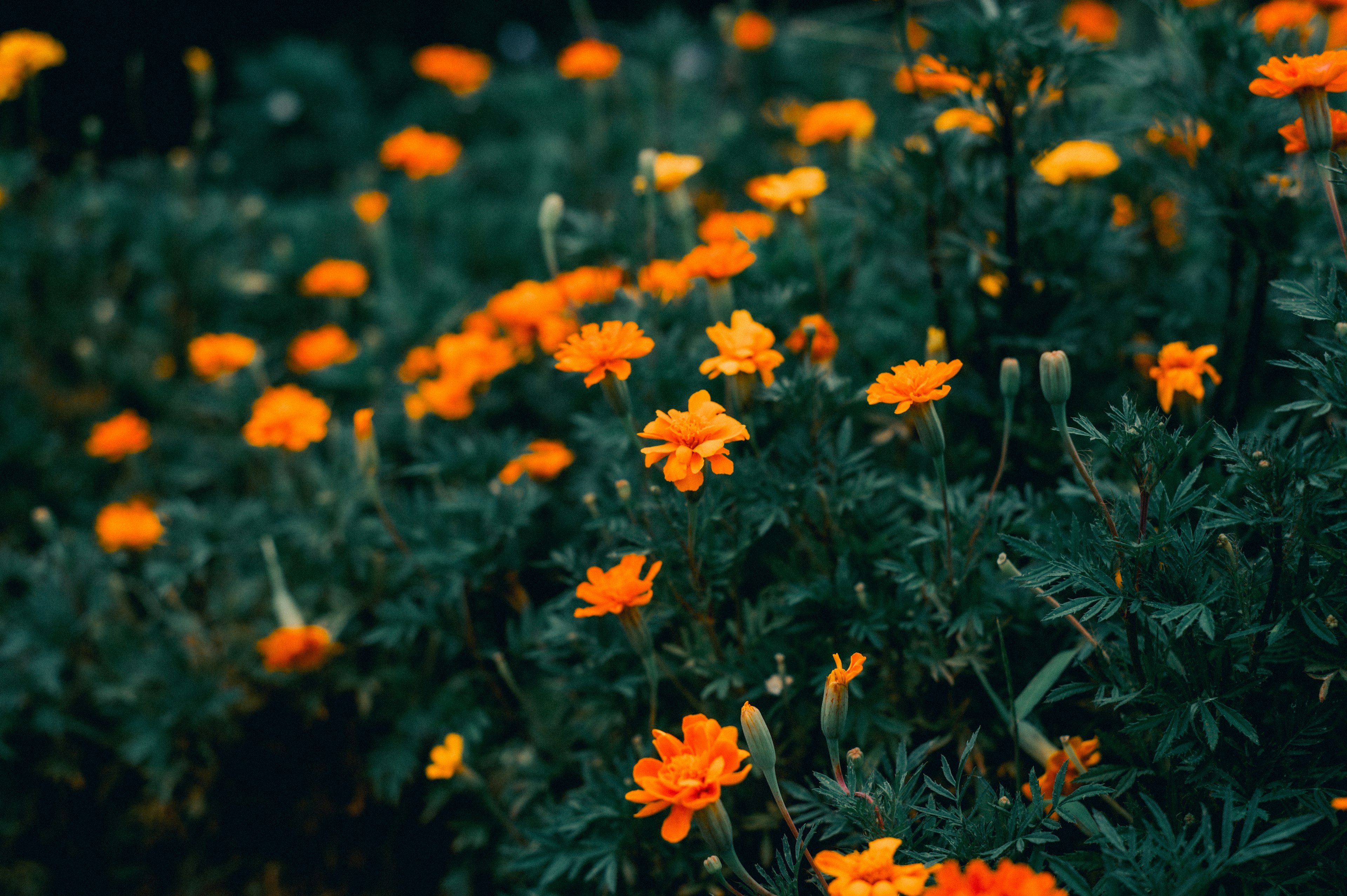 Marigold oranye cerah mekar di latar belakang hijau