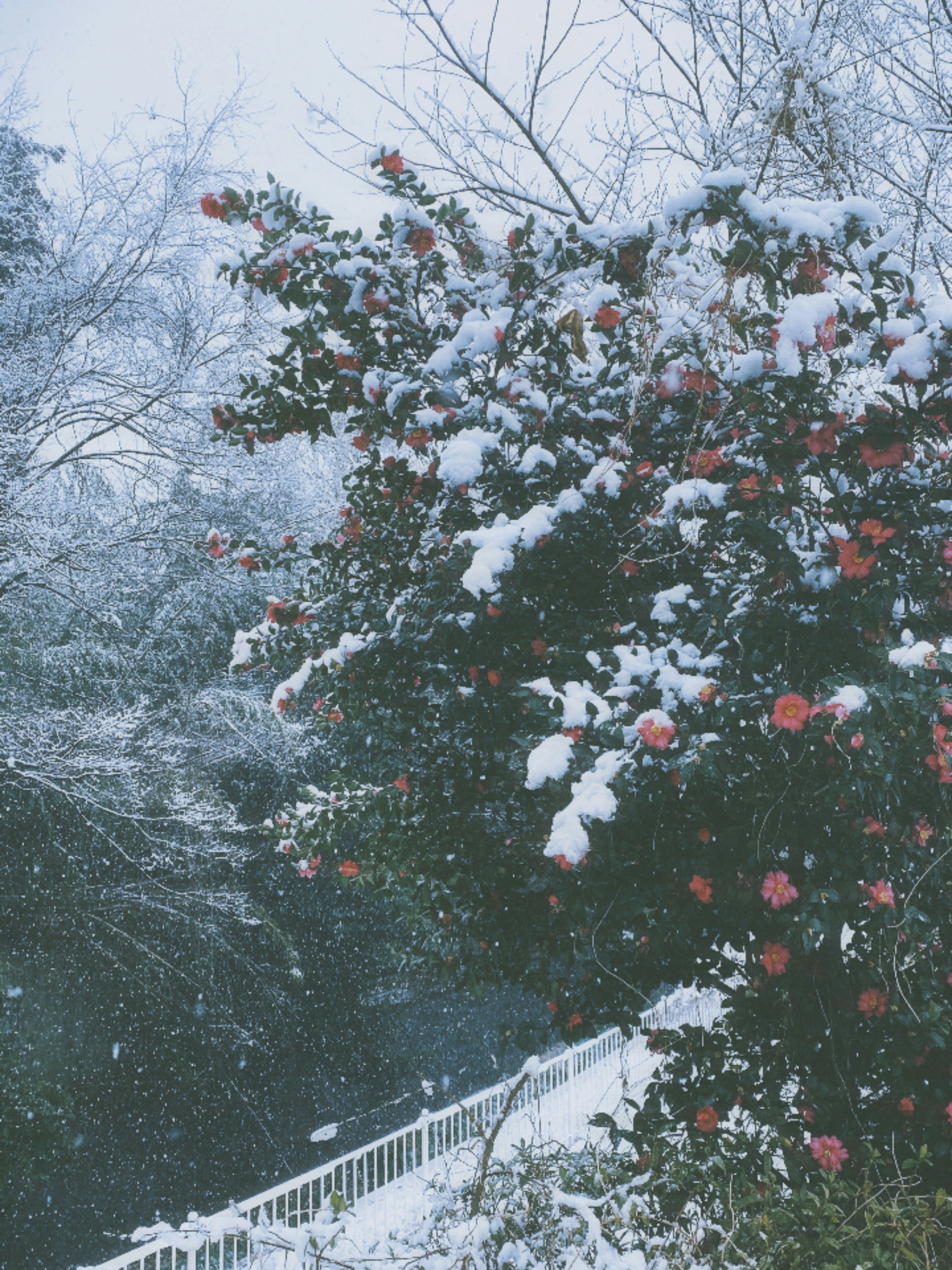 雪に覆われた椿の木と白いフェンスの風景