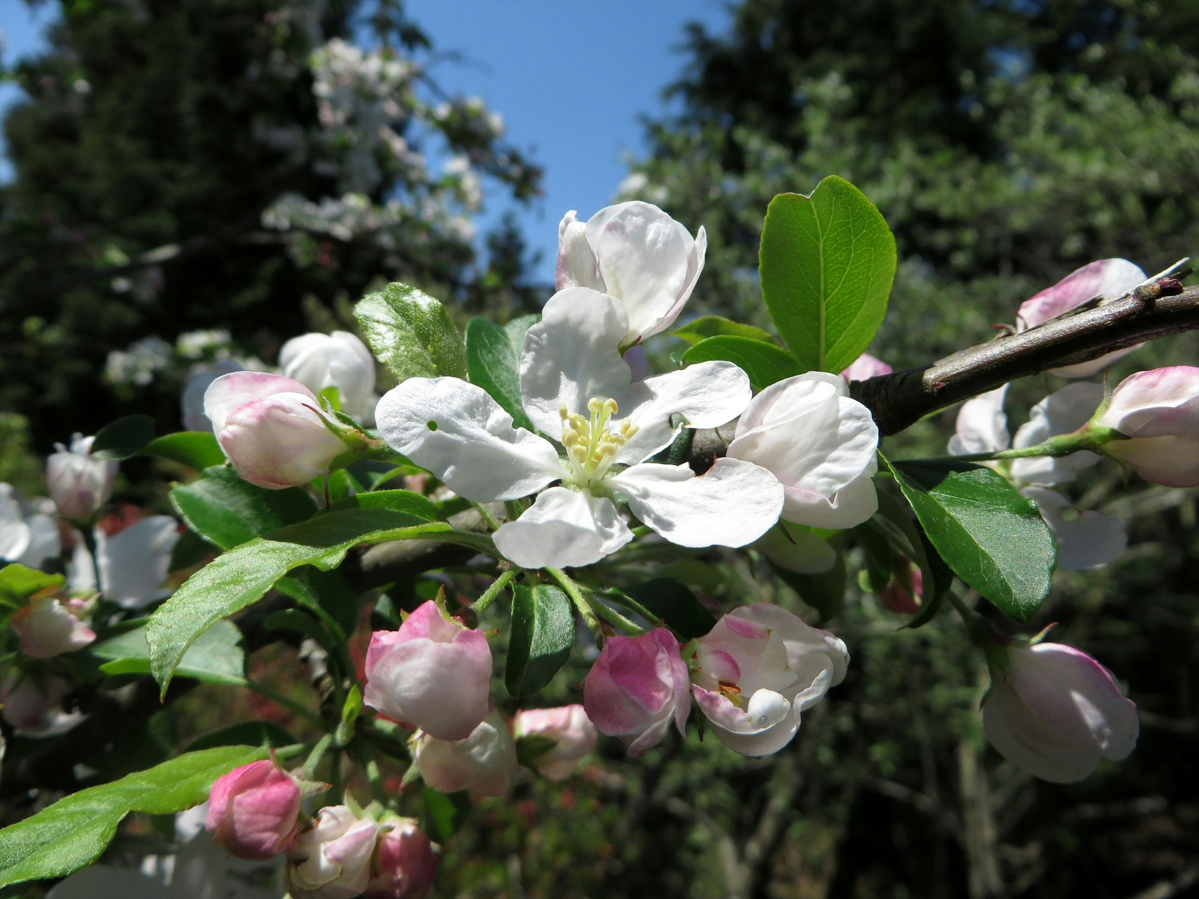 Apfelbaumzweig mit blühenden Blumen und blauem Himmel