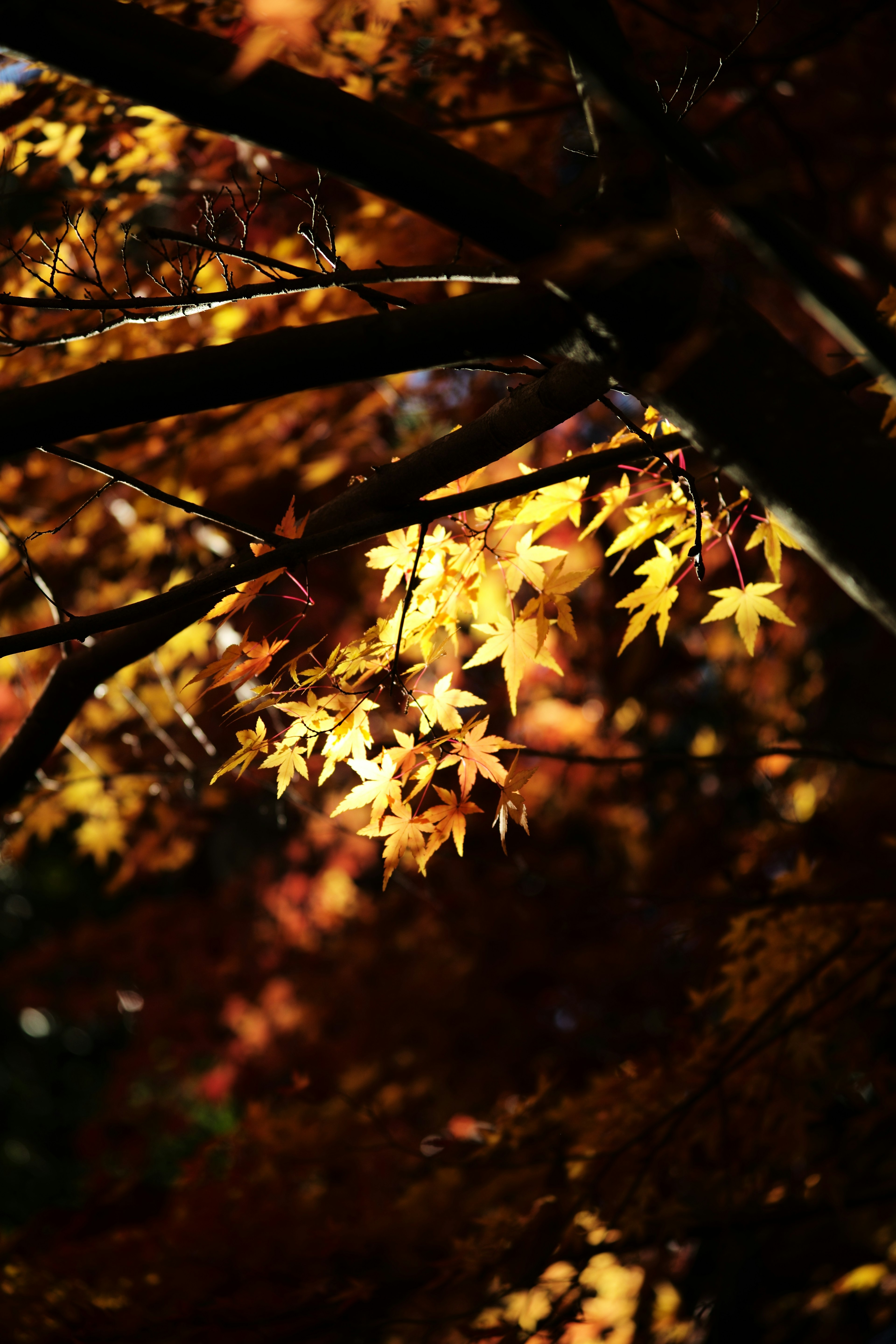 Äste von Herbstbäumen mit leuchtend gelben Blättern