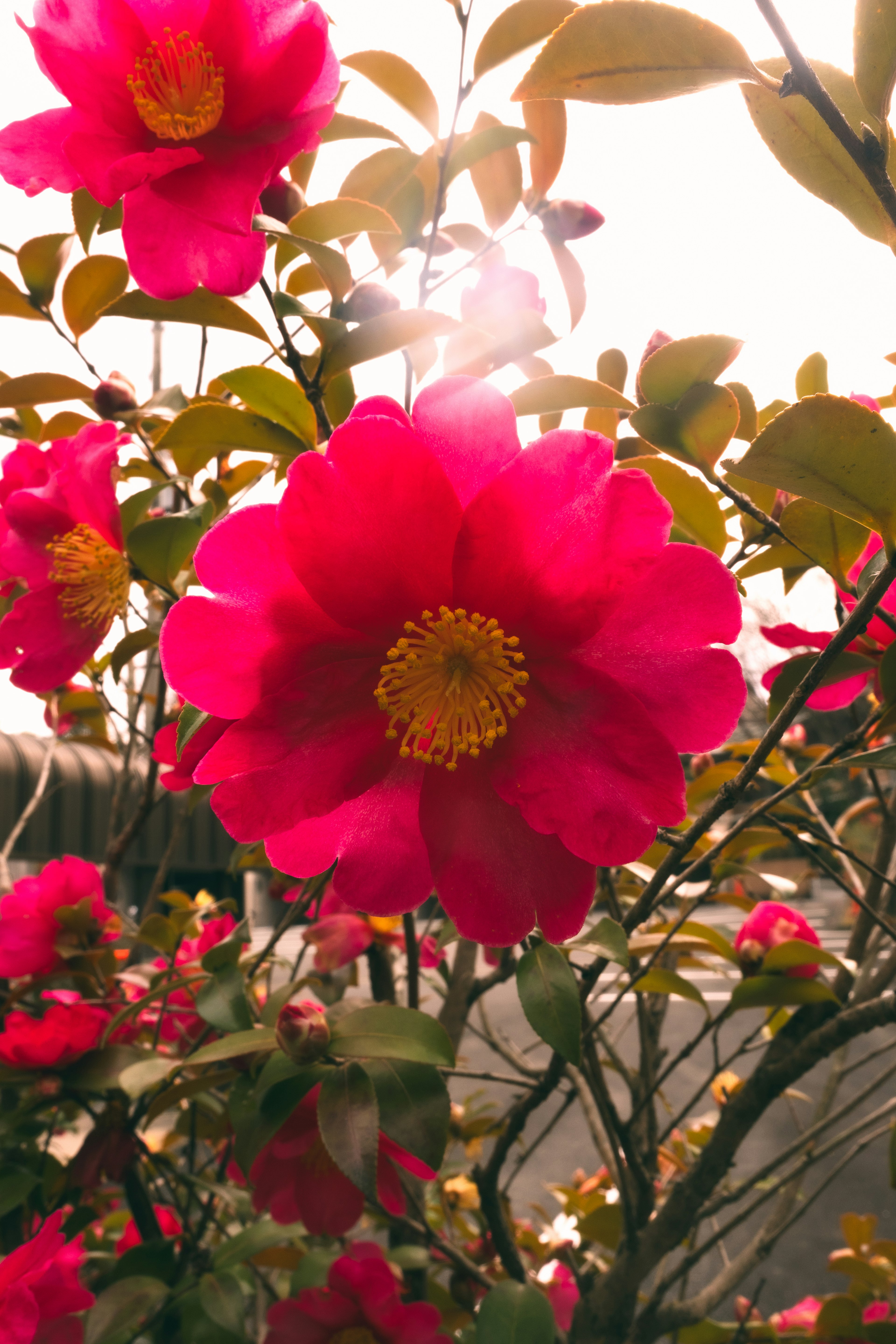 Close-up of a vibrant pink flower with green leaves