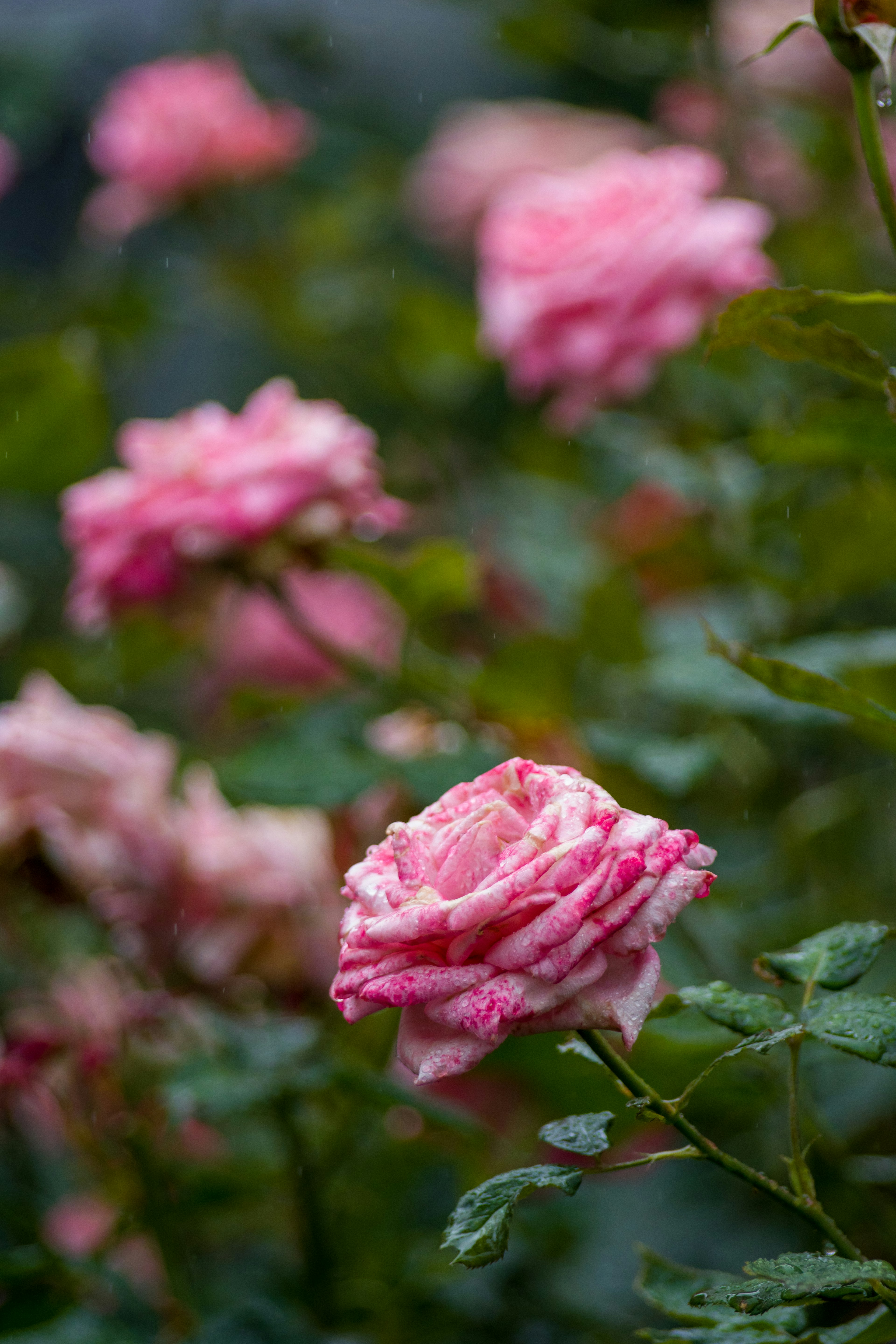 Una scena di giardino con rose rosa in fiore