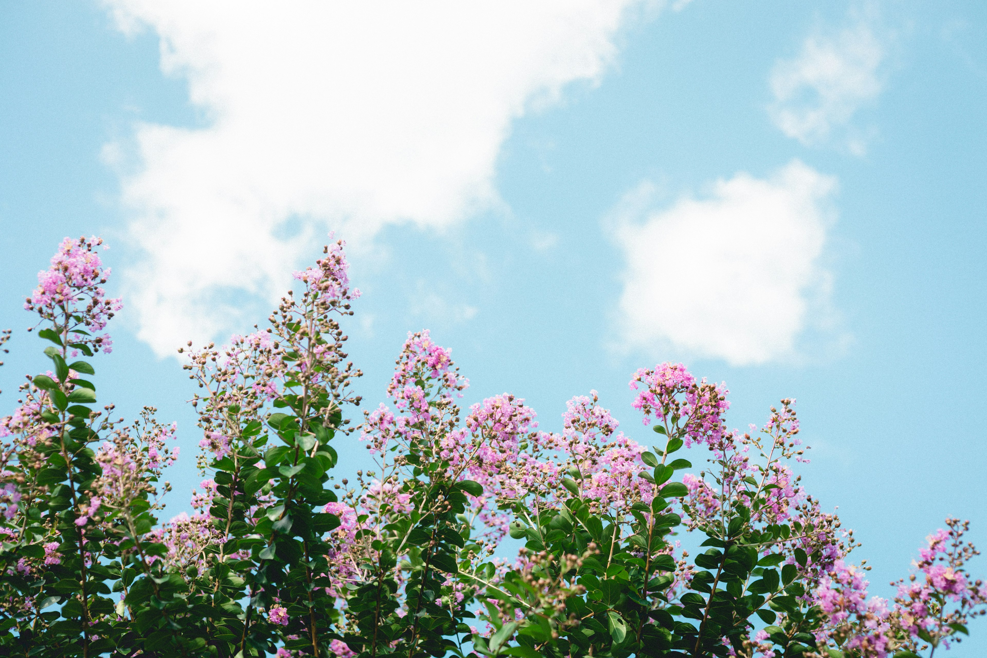 Pink flowers and green leaves under a blue sky