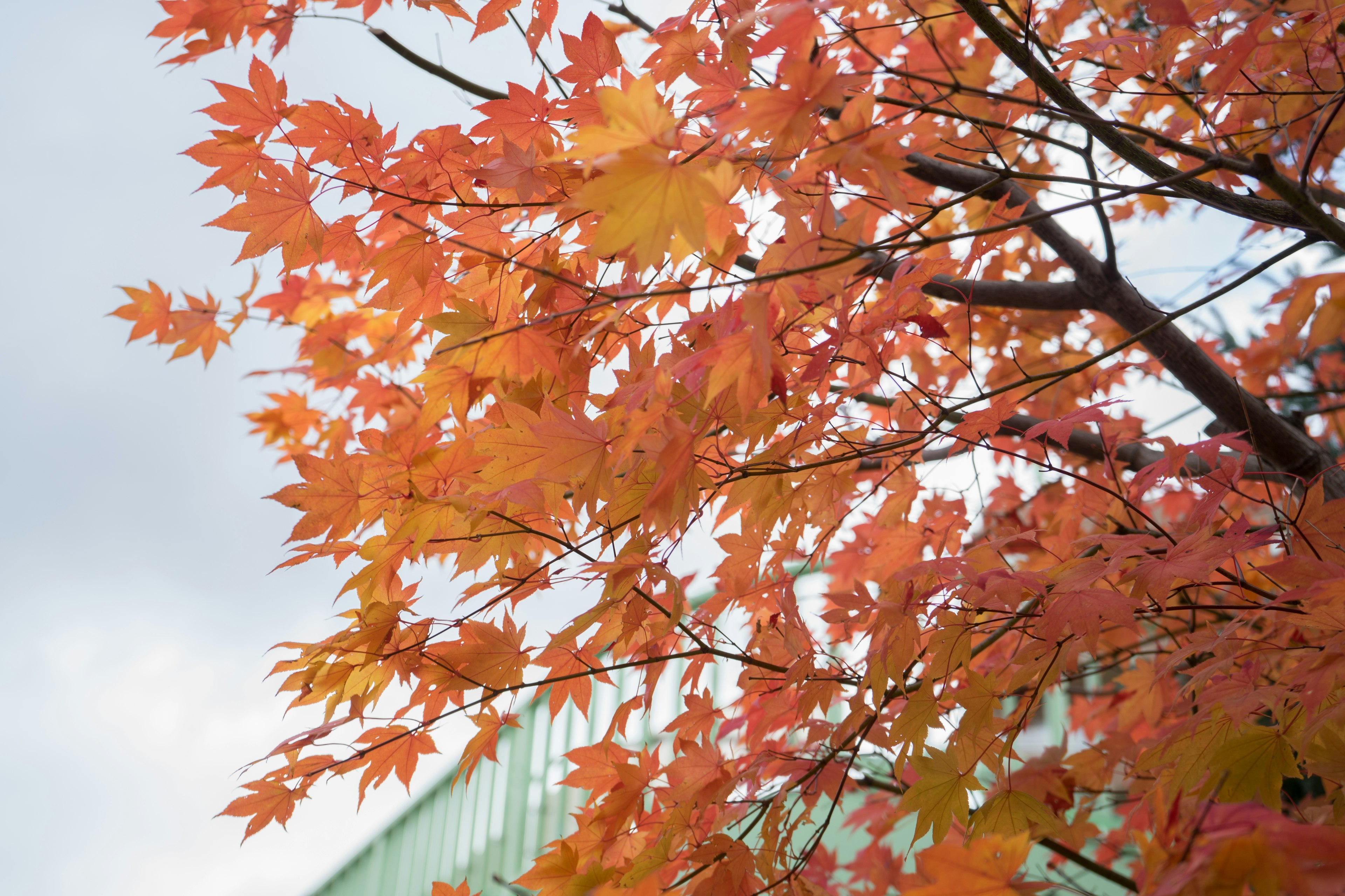 秋の紅葉のオレンジ色の葉が青空の下に広がる