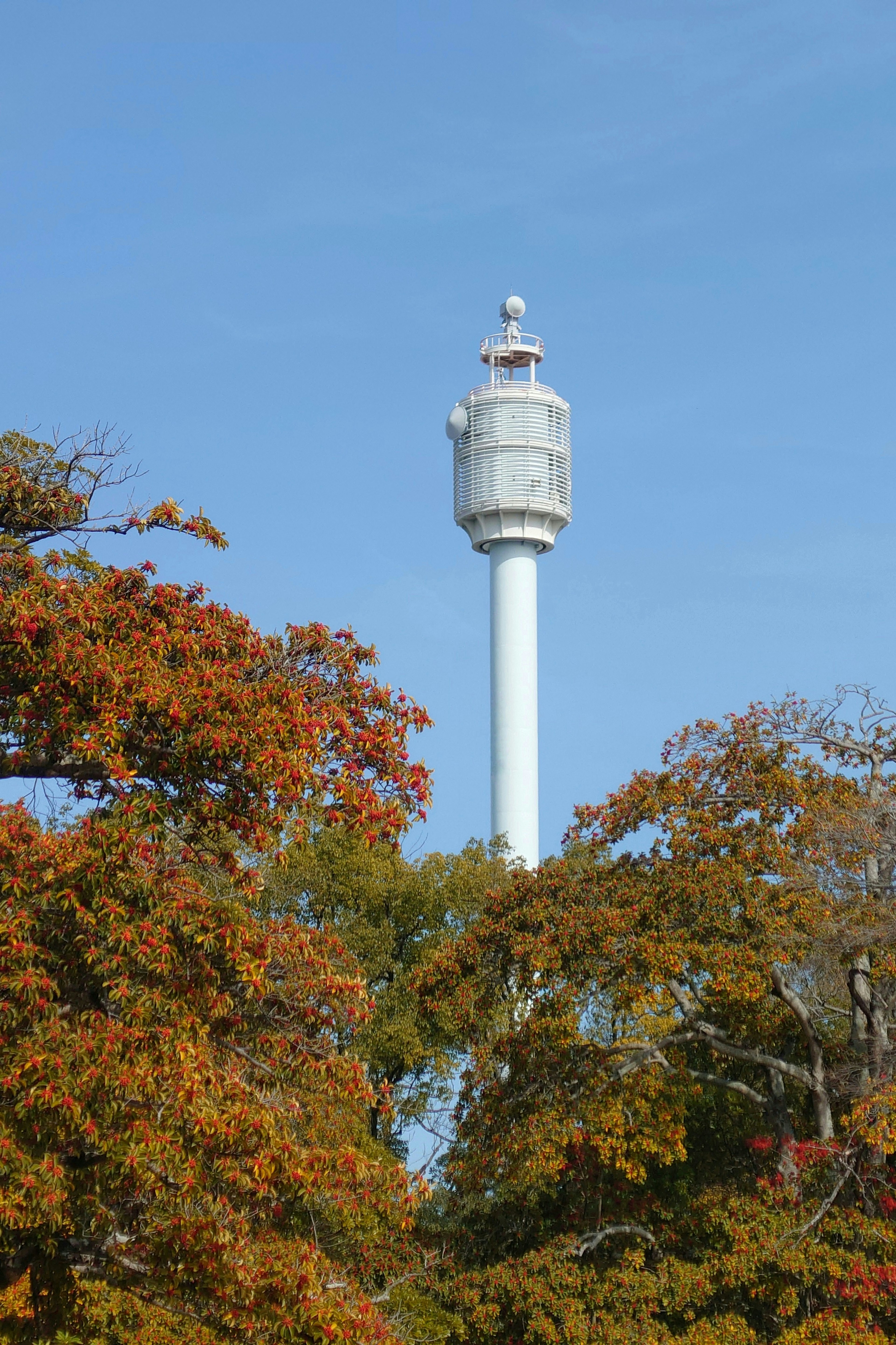 秋の木々の間に見える白いタワーと青い空