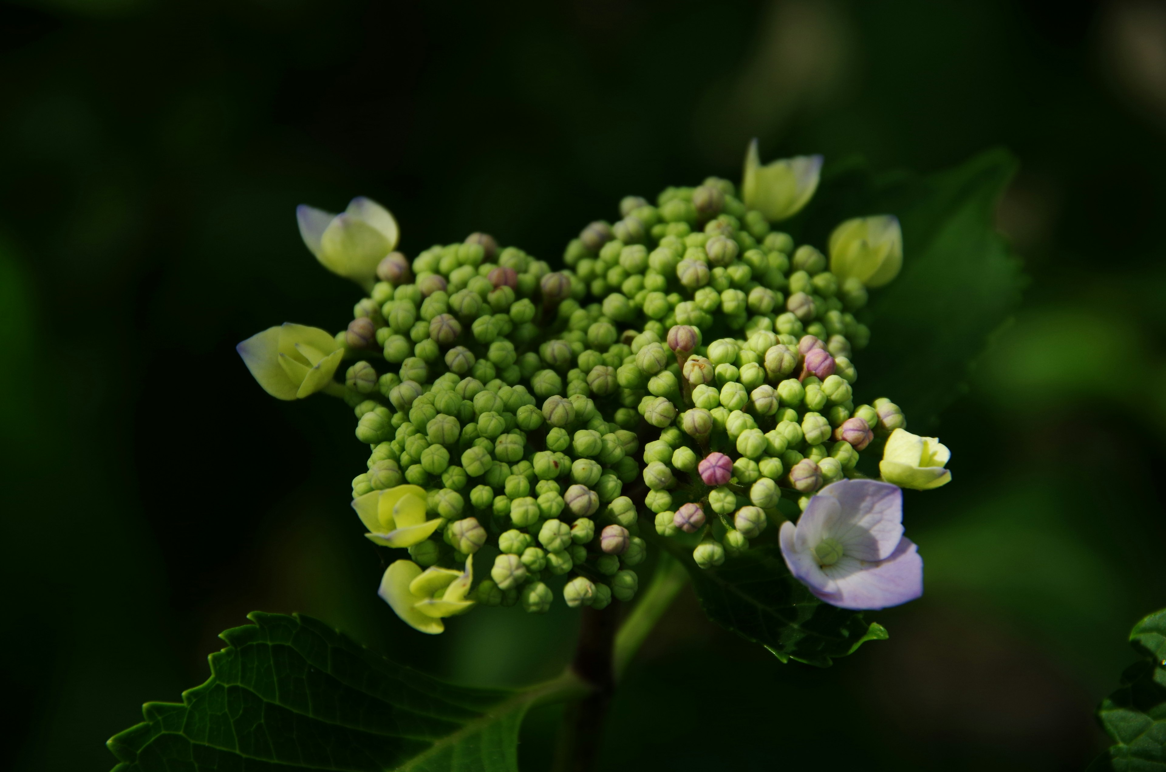 Acercamiento de una planta con botones verdes y pétalos blancos