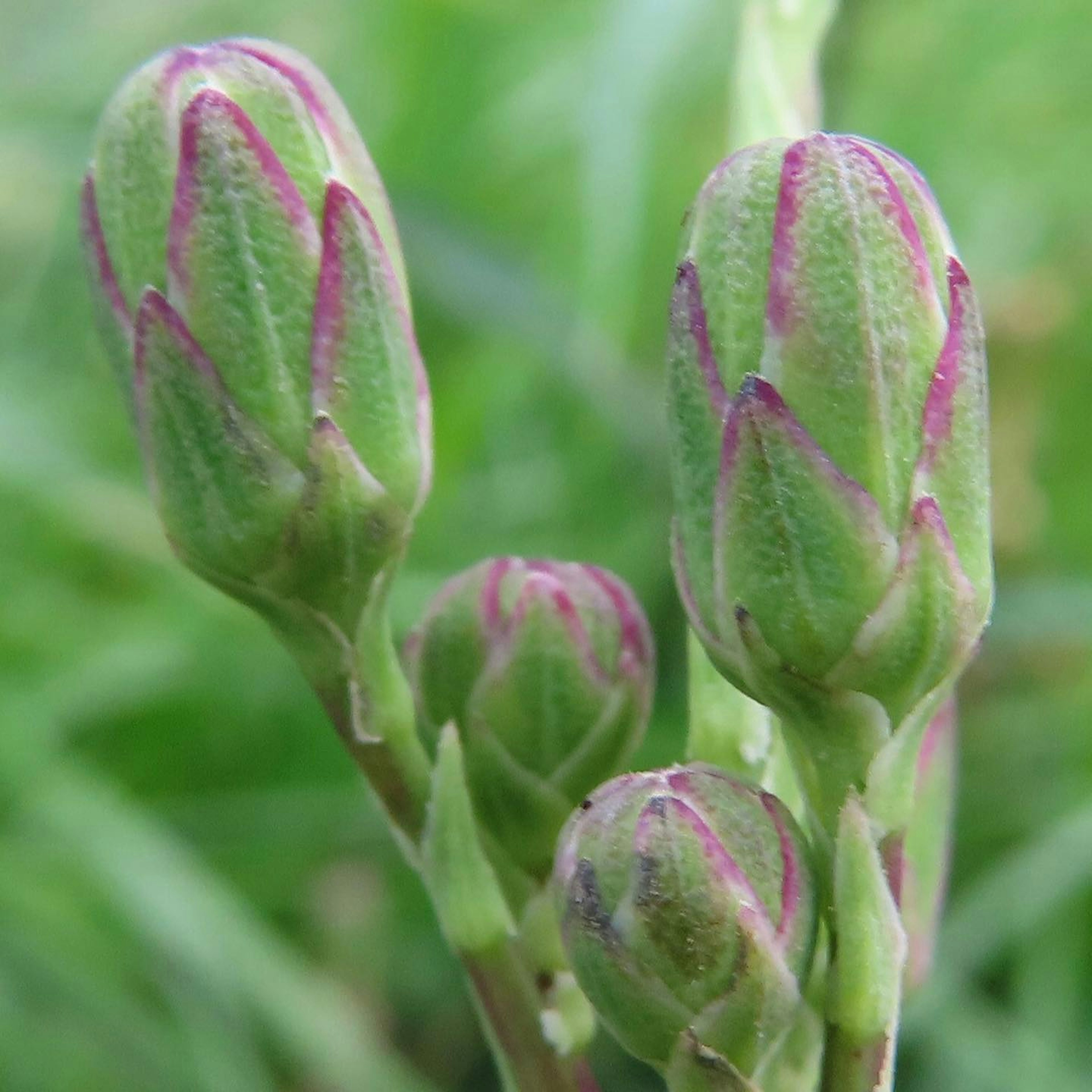 Close-up of several green flower buds with purple edges