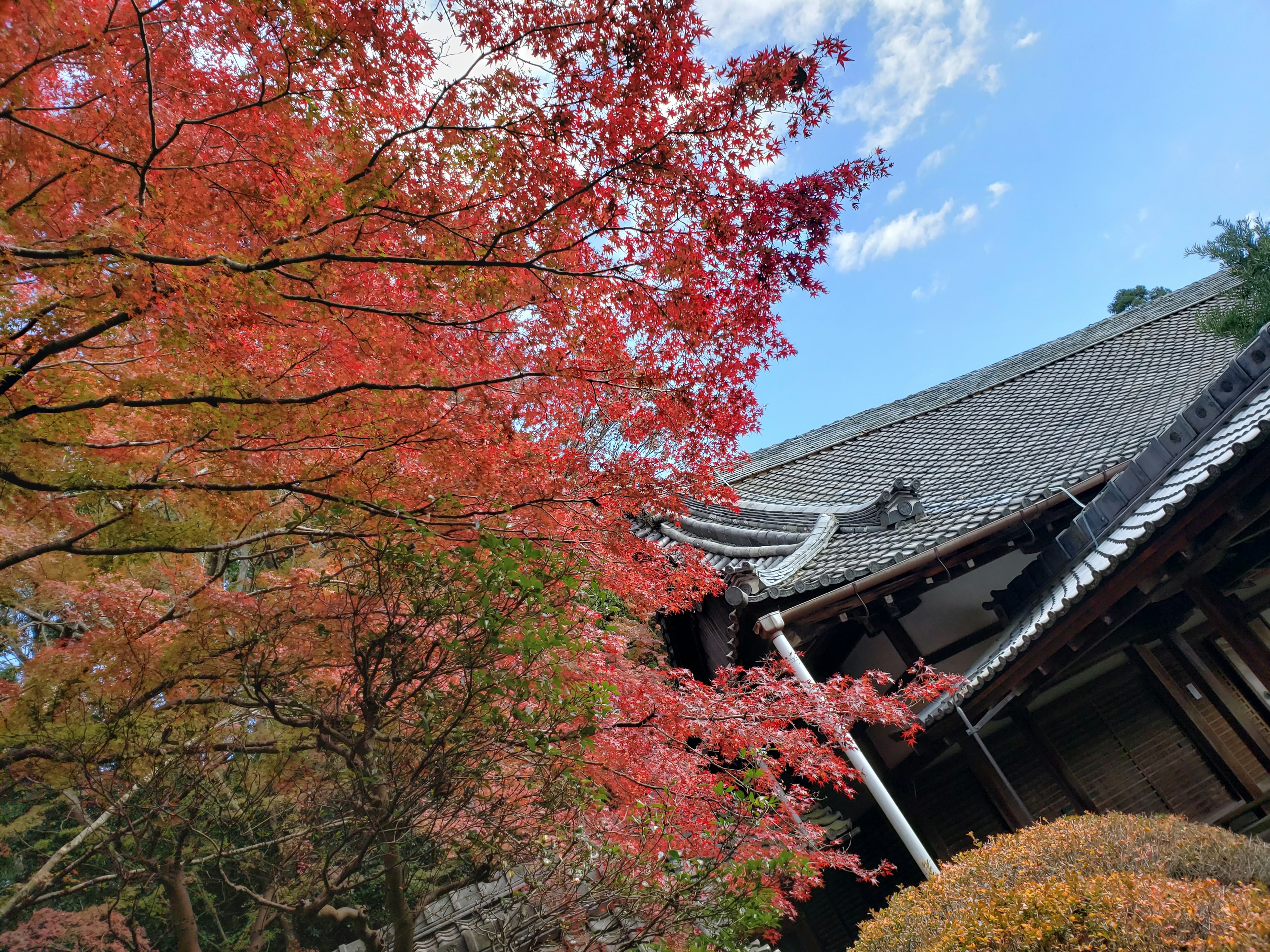 Vista escénica con hojas de otoño vibrantes y arquitectura japonesa tradicional