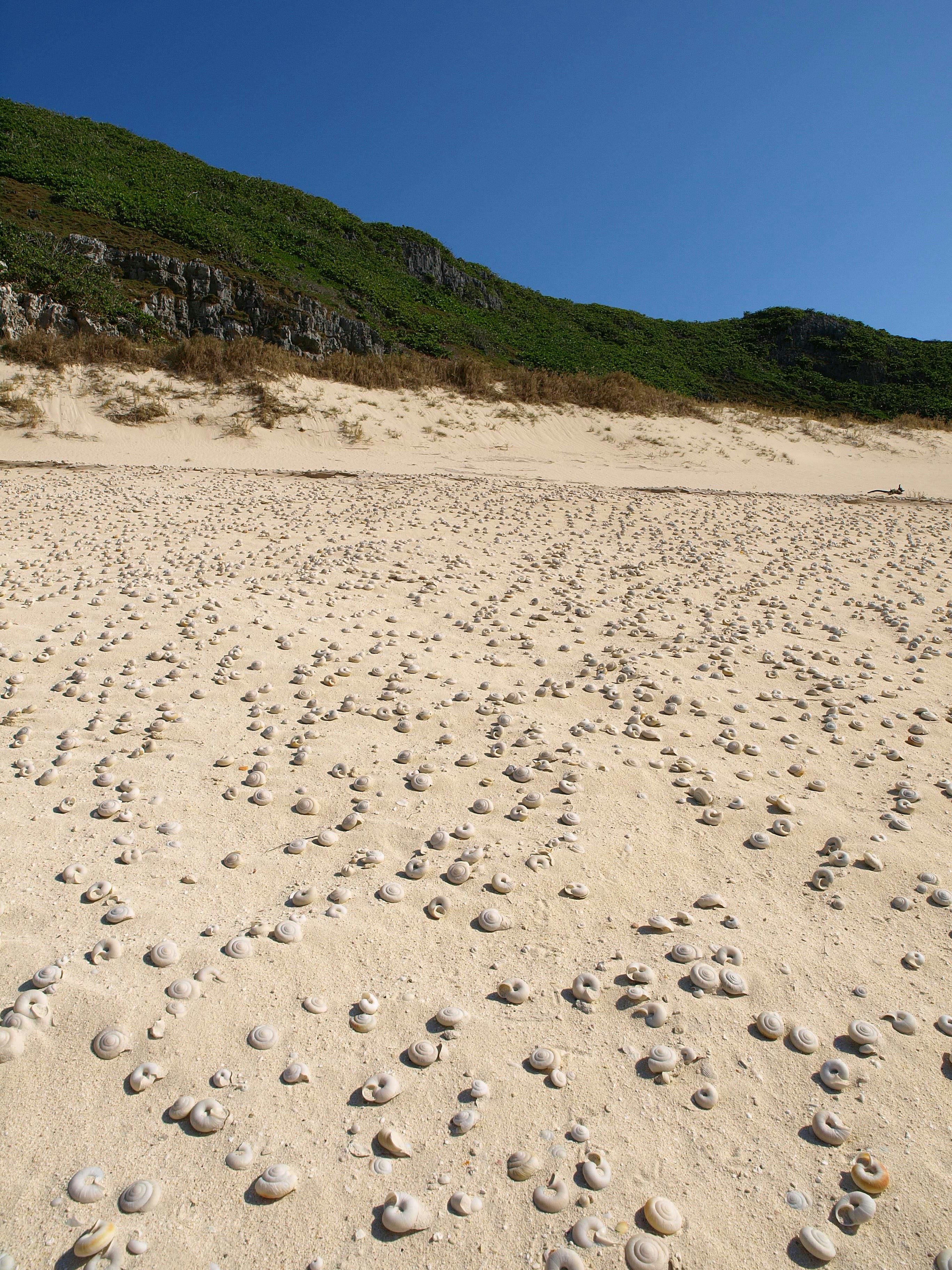 Ein Strand, der mit verstreuten Muscheln unter einem klaren blauen Himmel bedeckt ist