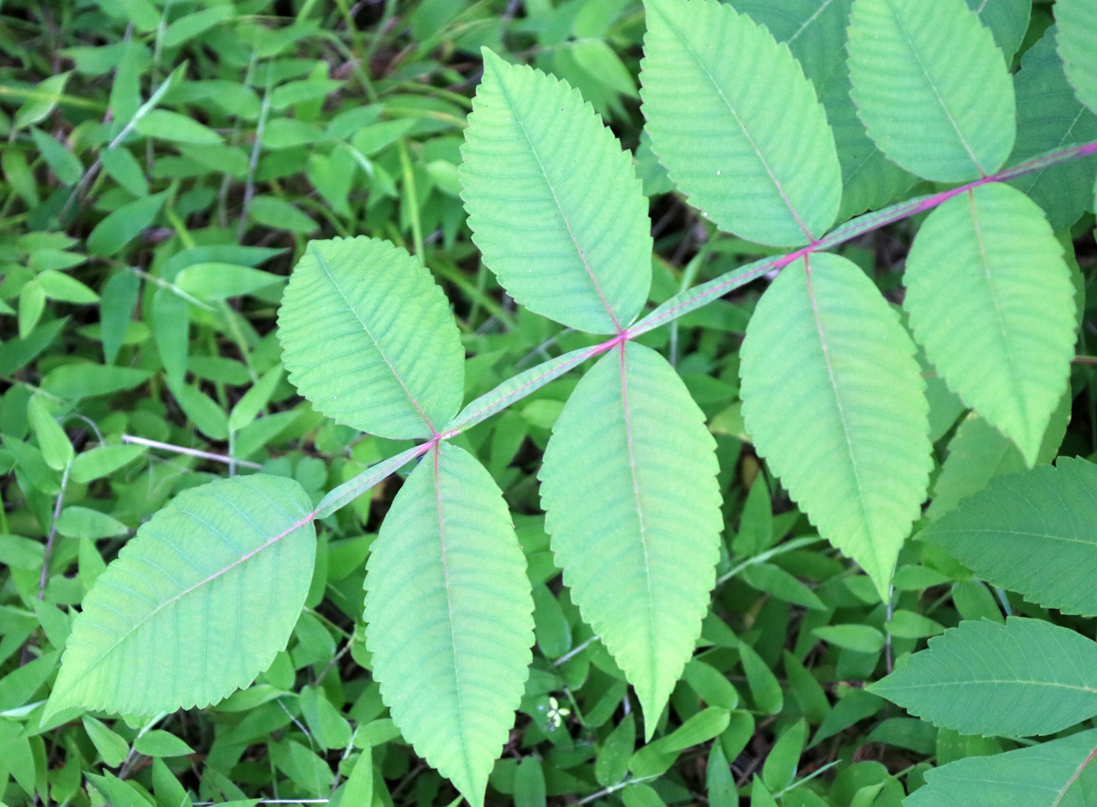 Close-up dari daun majemuk hijau dengan beberapa anak daun