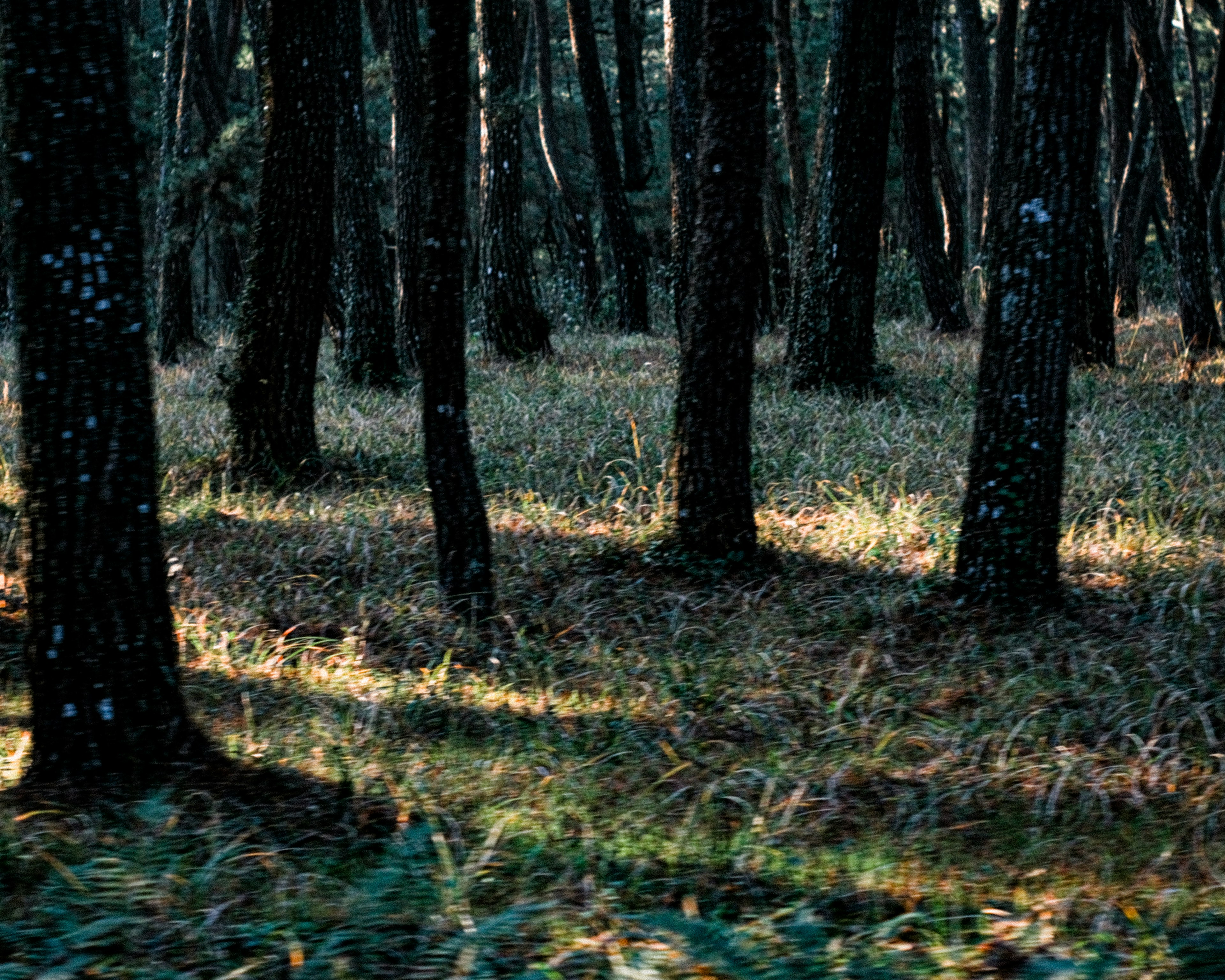 Dark forest scene with trees and grass