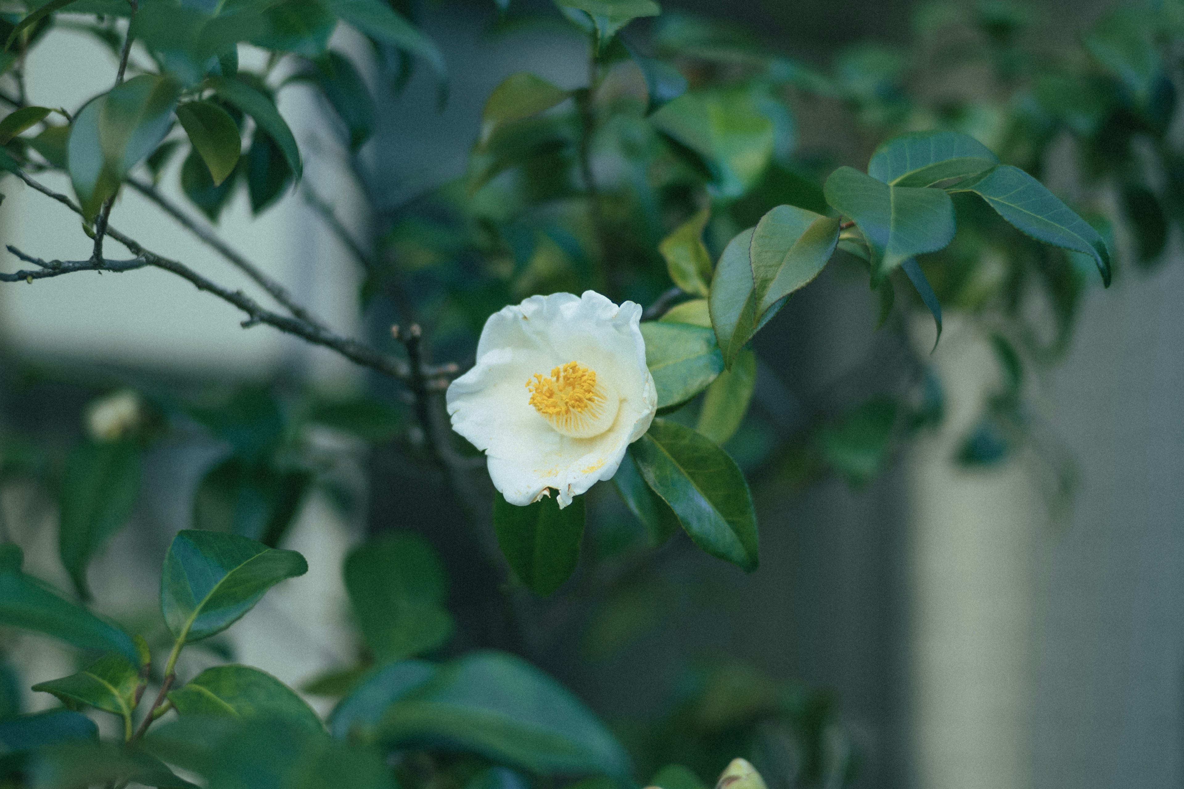 Flor blanca con centro amarillo en rama con hojas verdes