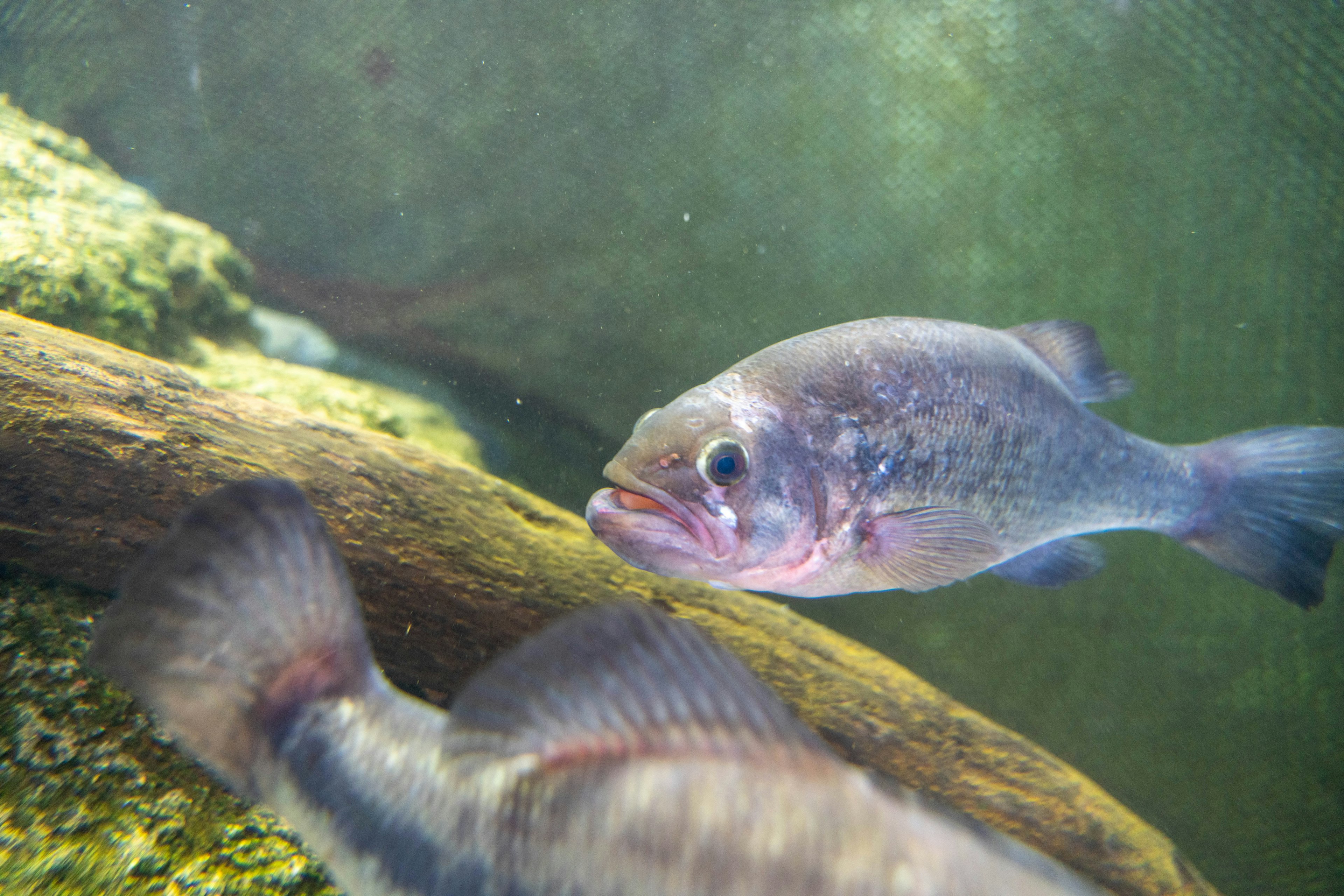 Unterwasserszene mit Fischen, die nahe einem Holzstamm vor grünem Hintergrund schwimmen