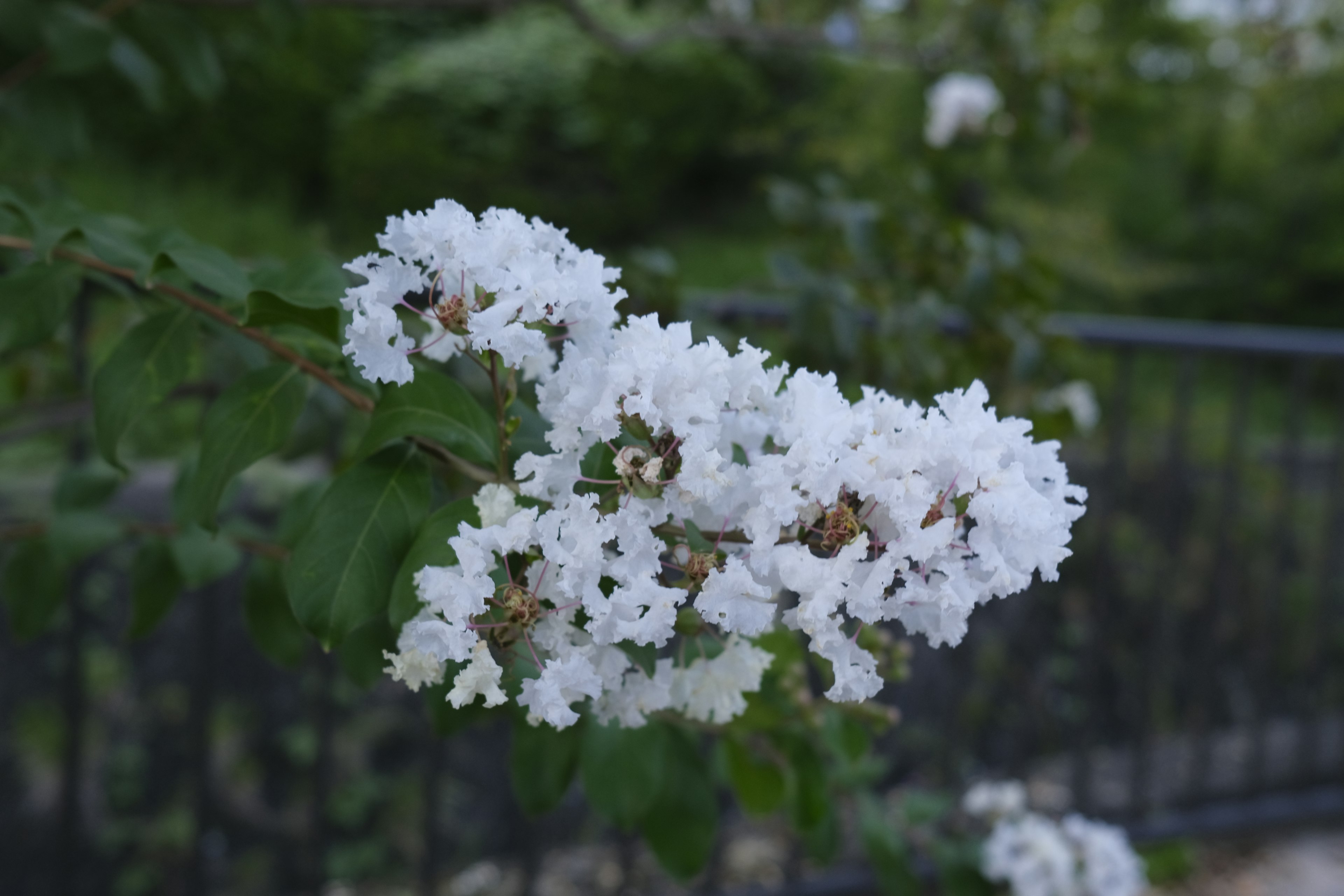 Primo piano di un ramo con fiori bianchi in fiore