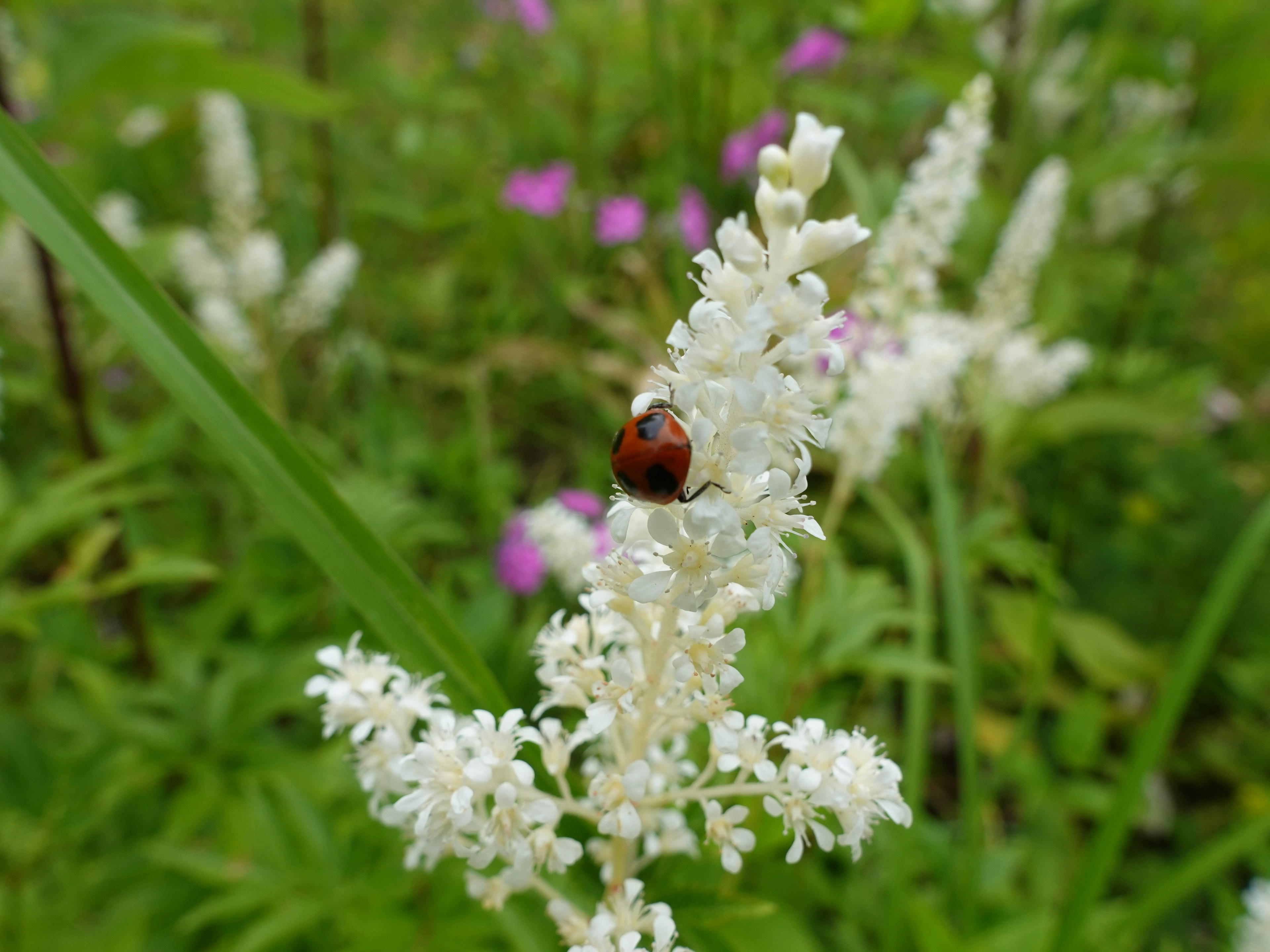 Close-up of a ladybug on a white flower