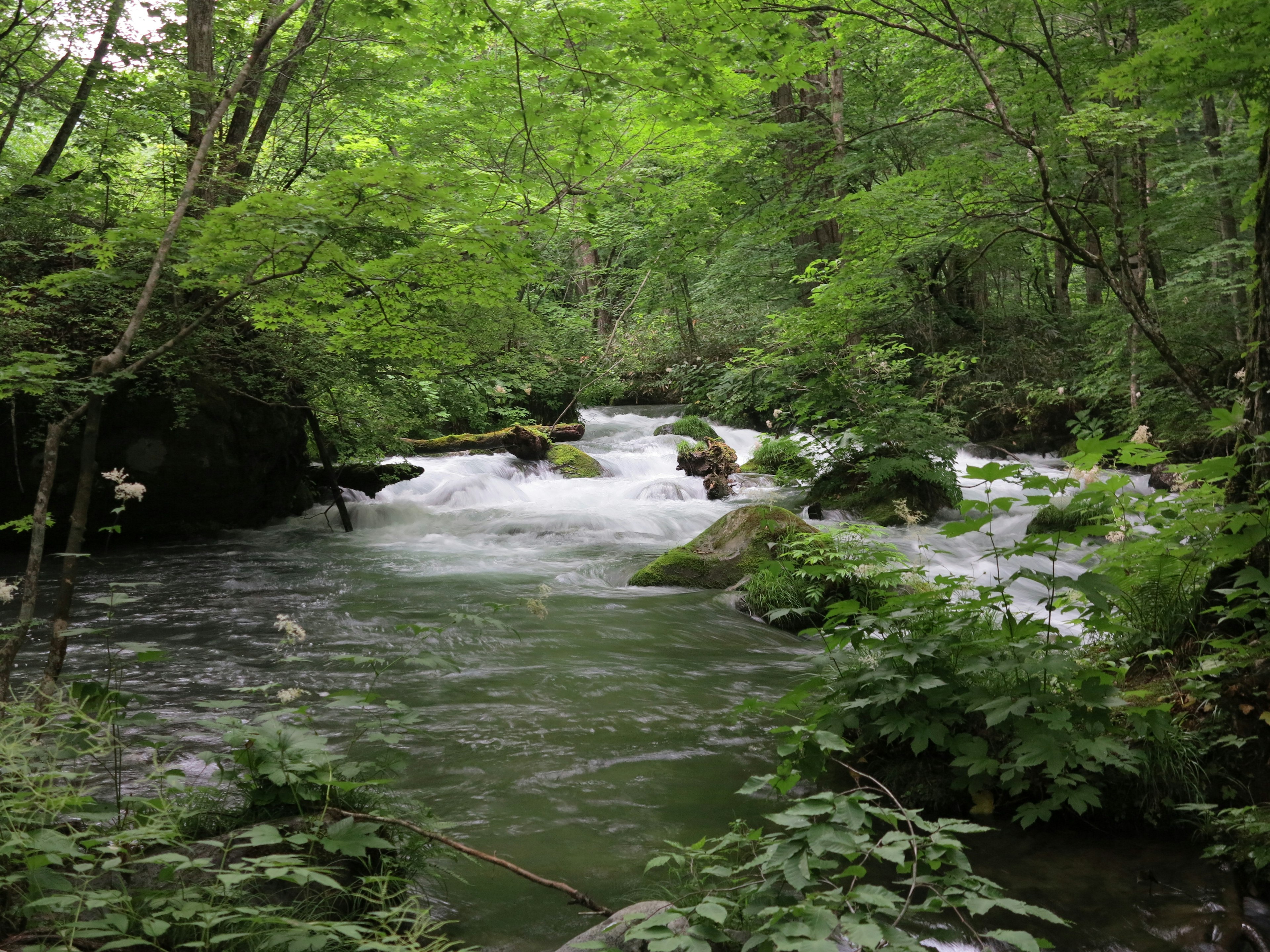 郁郁葱葱的森林中流淌的小溪风景