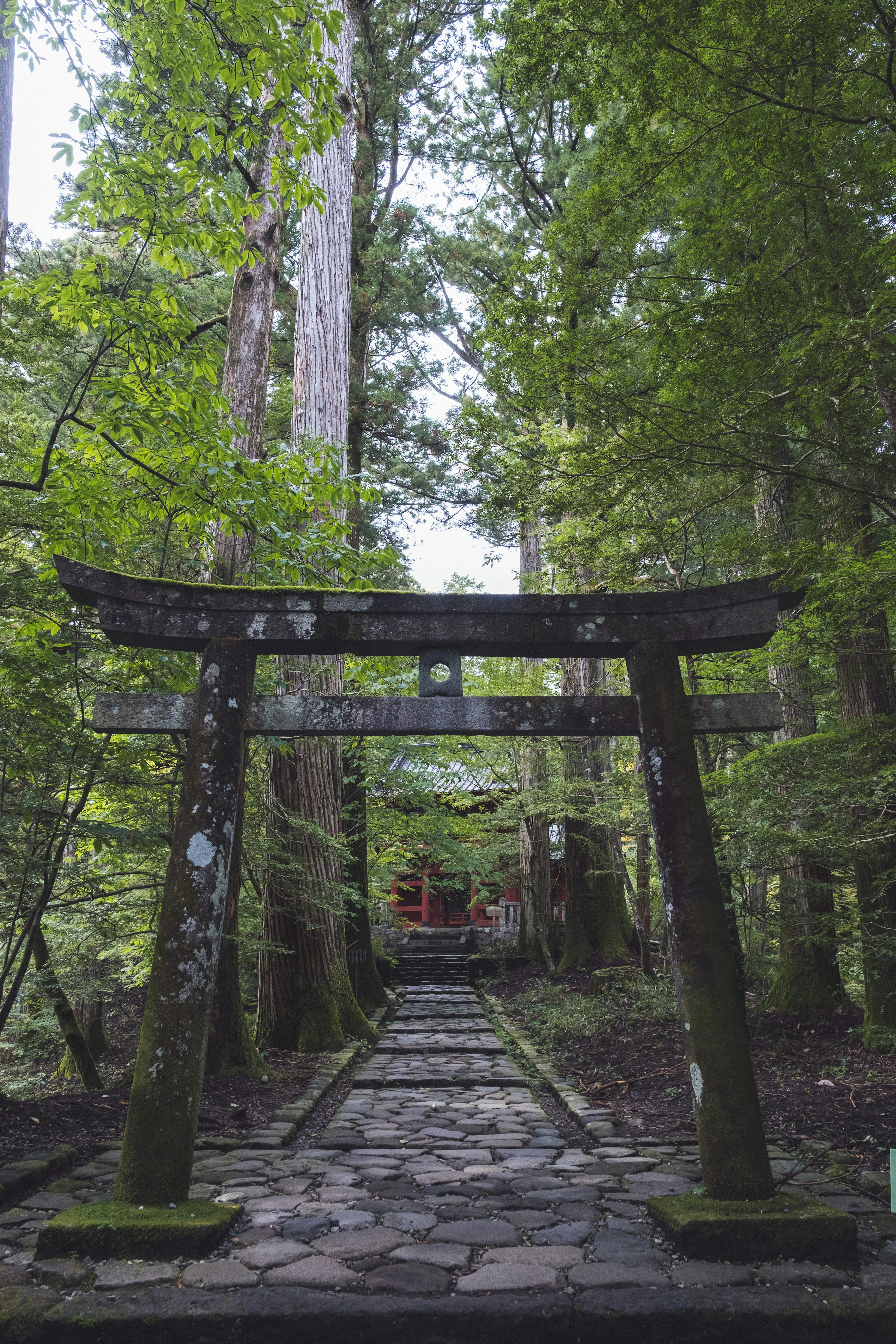 森の中にある鳥居と石の歩道