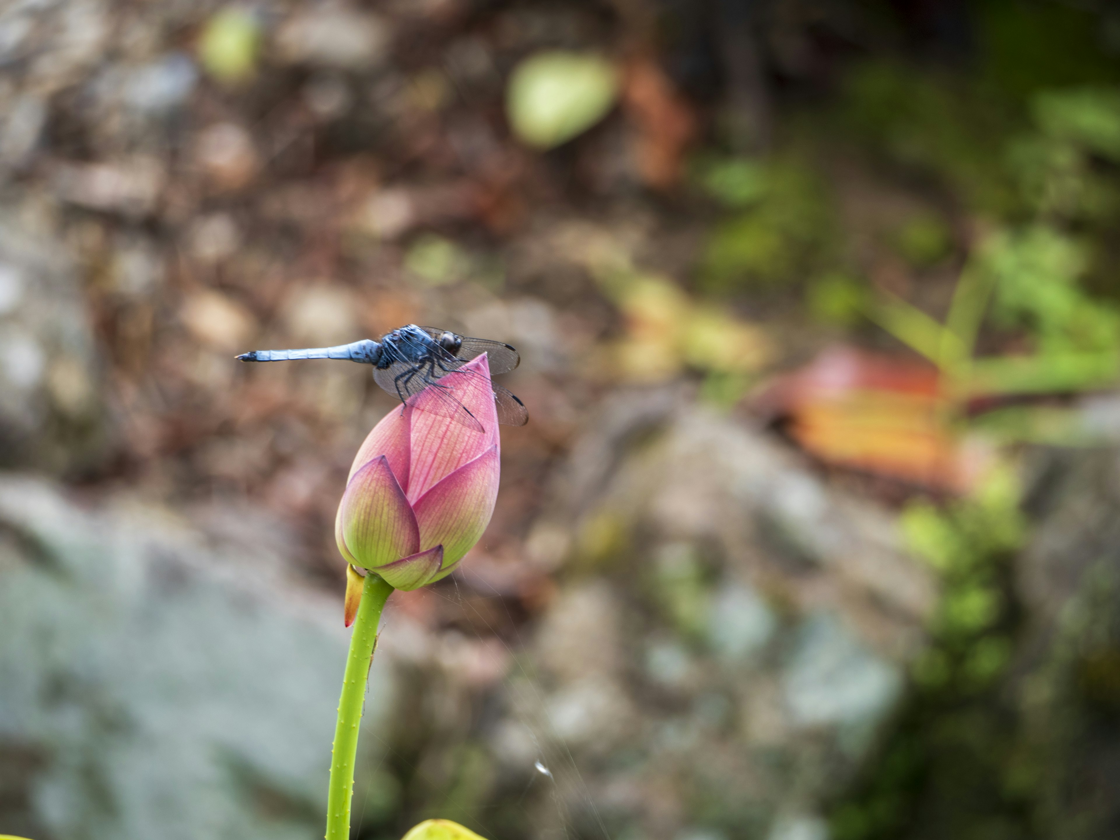 Una libélula azul posada sobre un botón de loto rosa