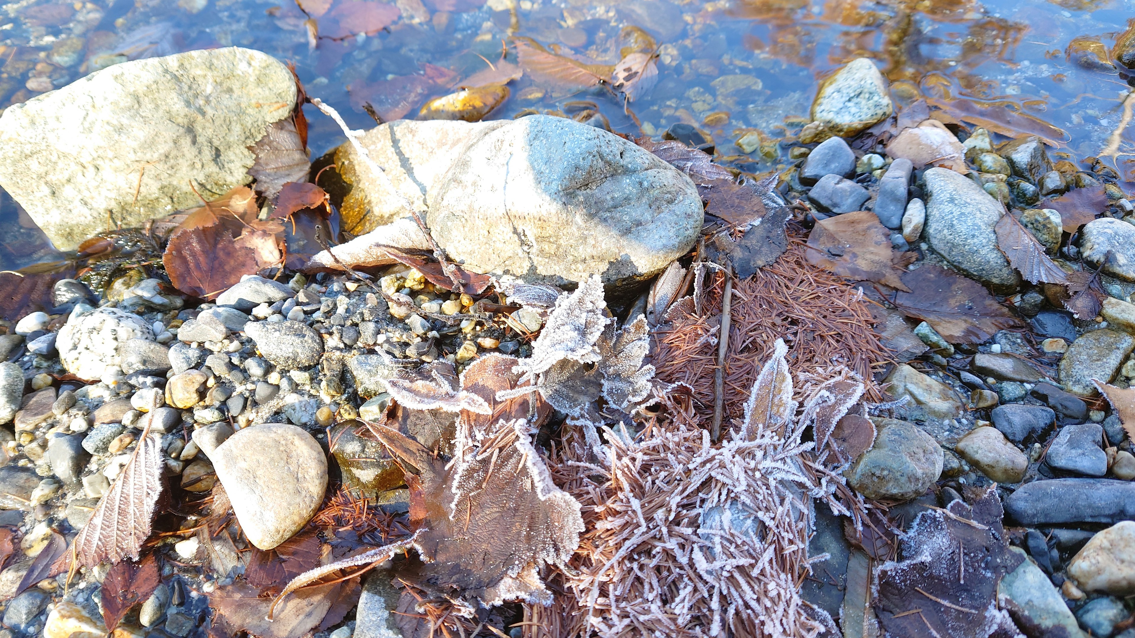 水の中にある石と植物が混ざっている風景