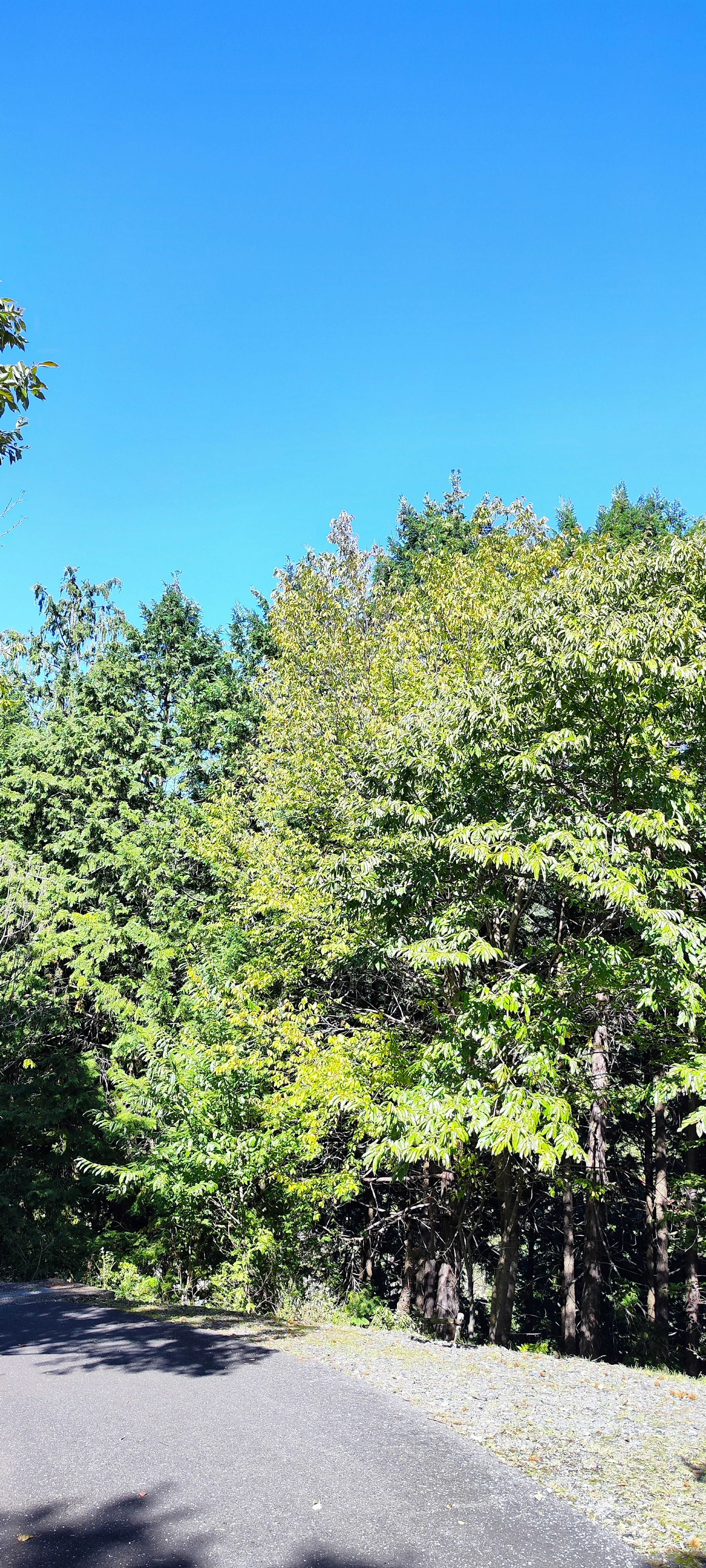 Une route bordée d'arbres verts sous un ciel bleu