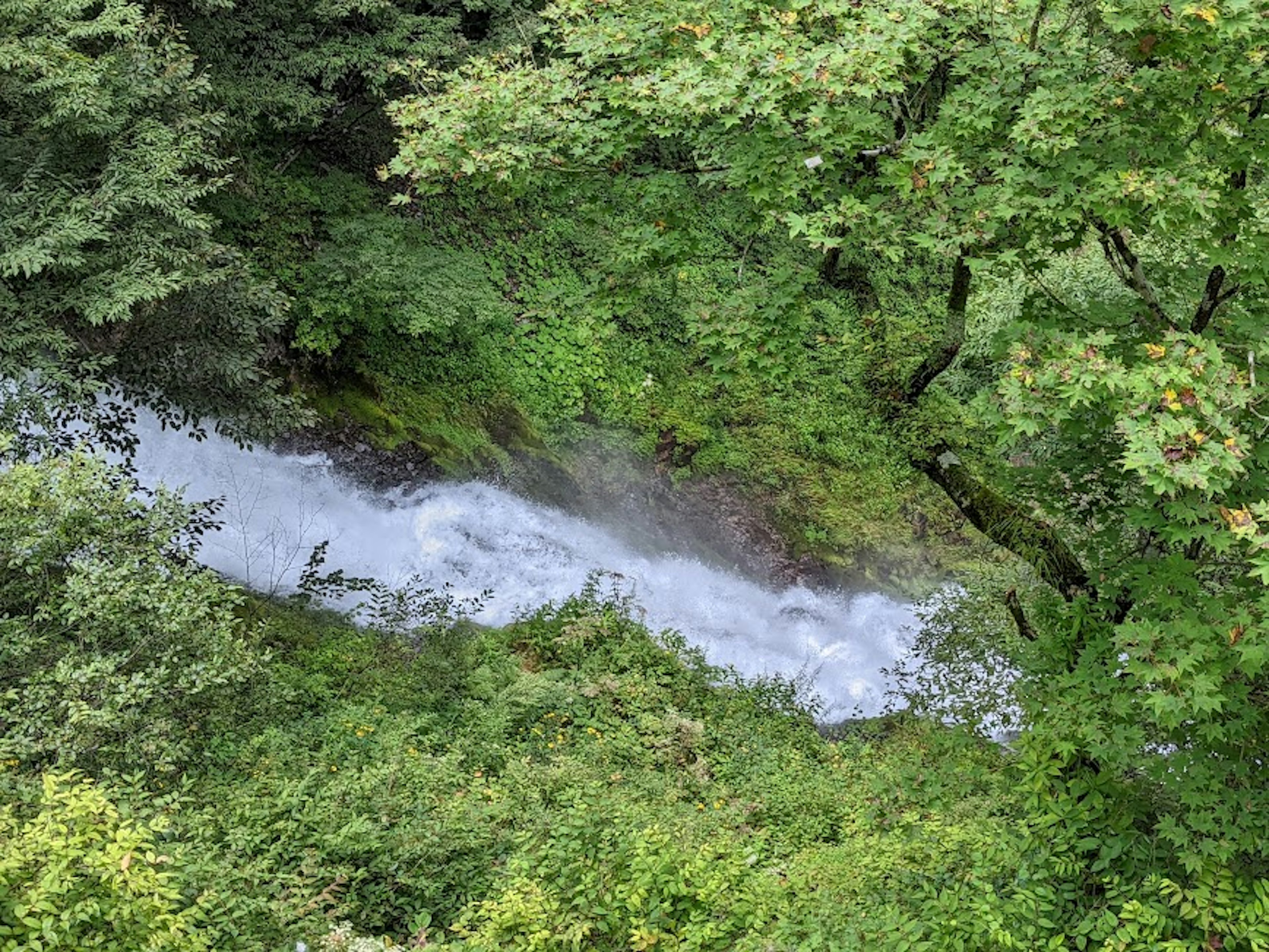 緑豊かな森の中を流れる小川の上からの眺め