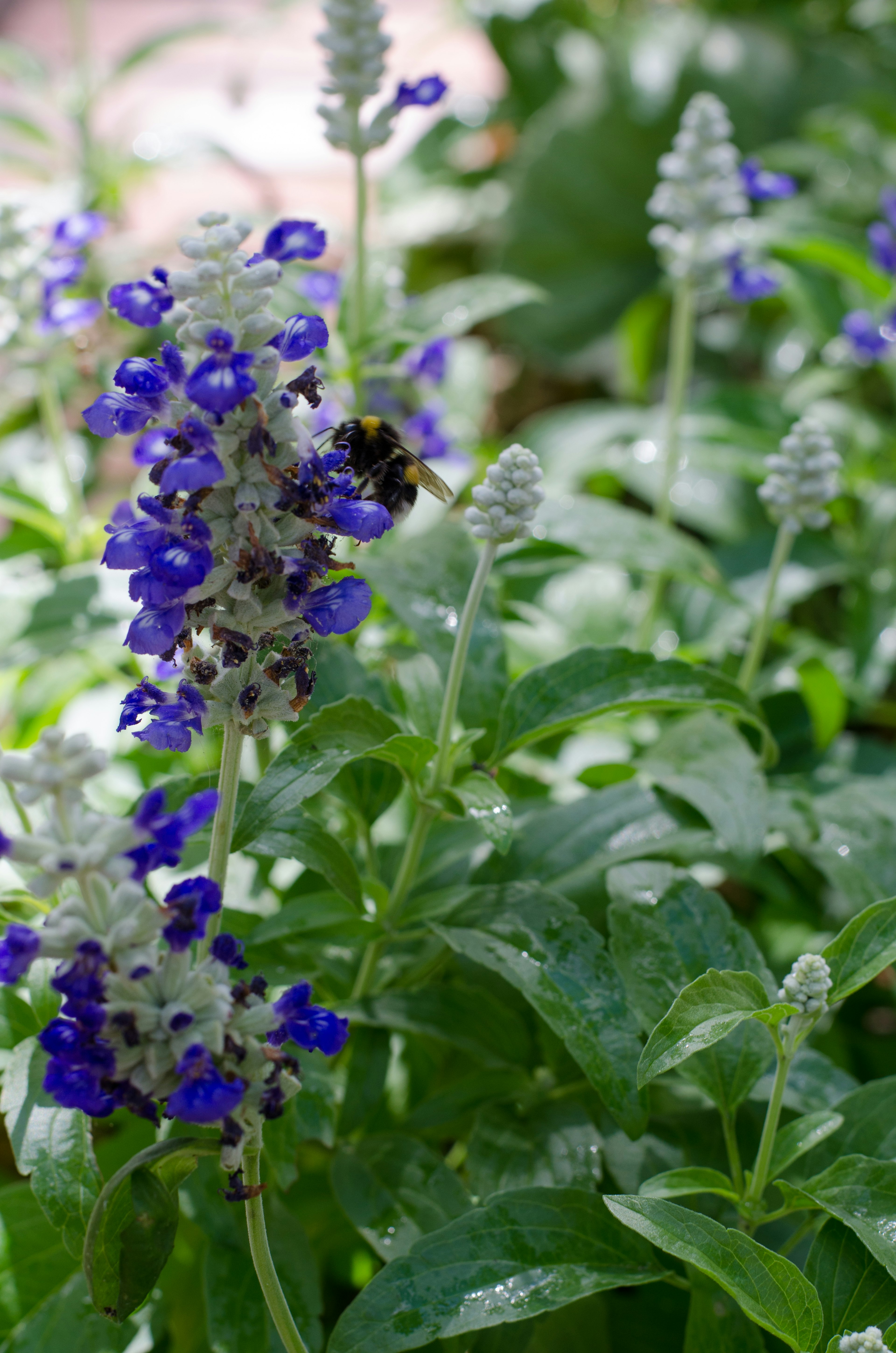 Gros plan de fleurs bleues et de feuilles vertes avec une abeille qui visite