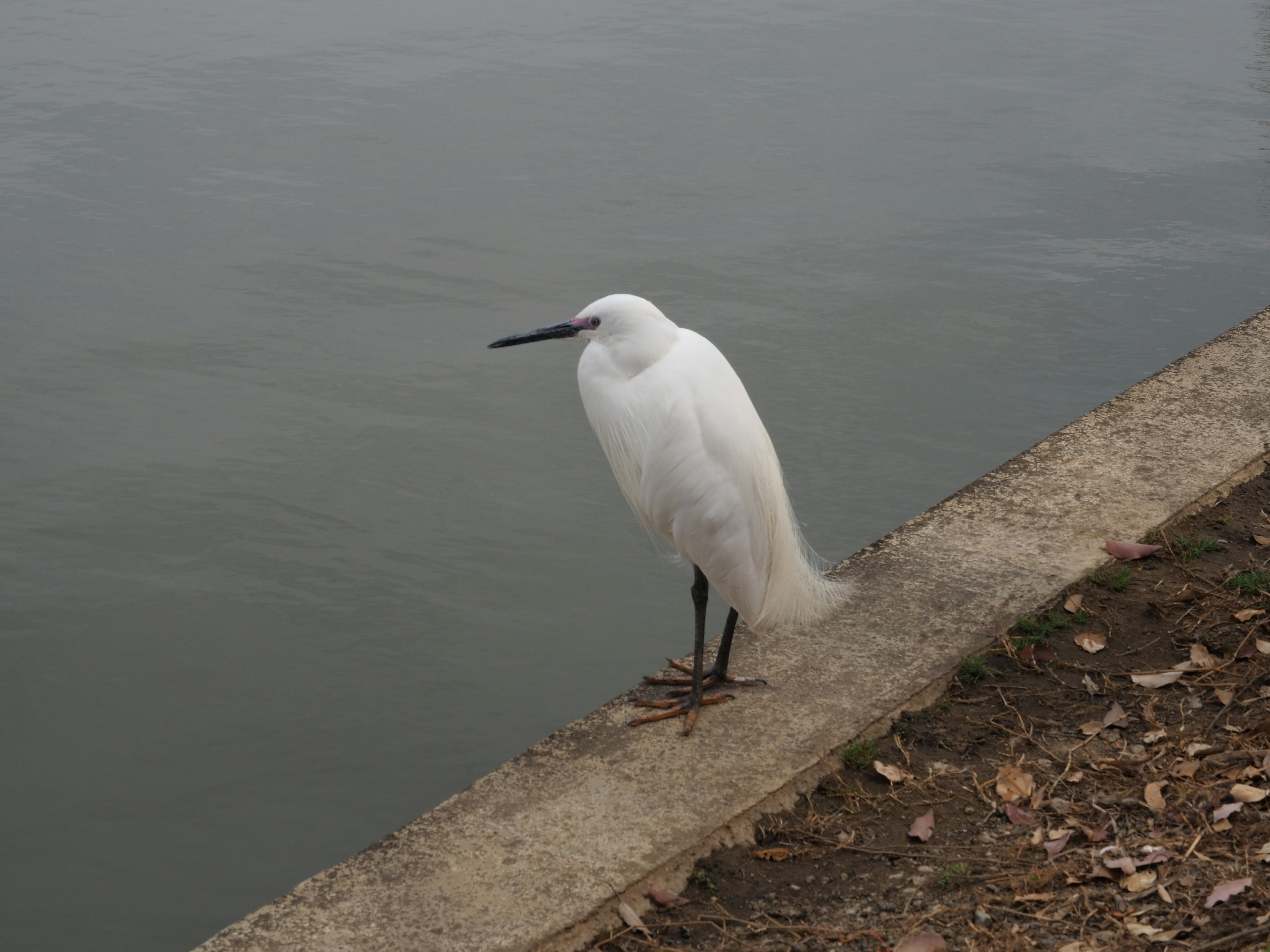 Un oiseau blanc se tenant au bord de l'eau