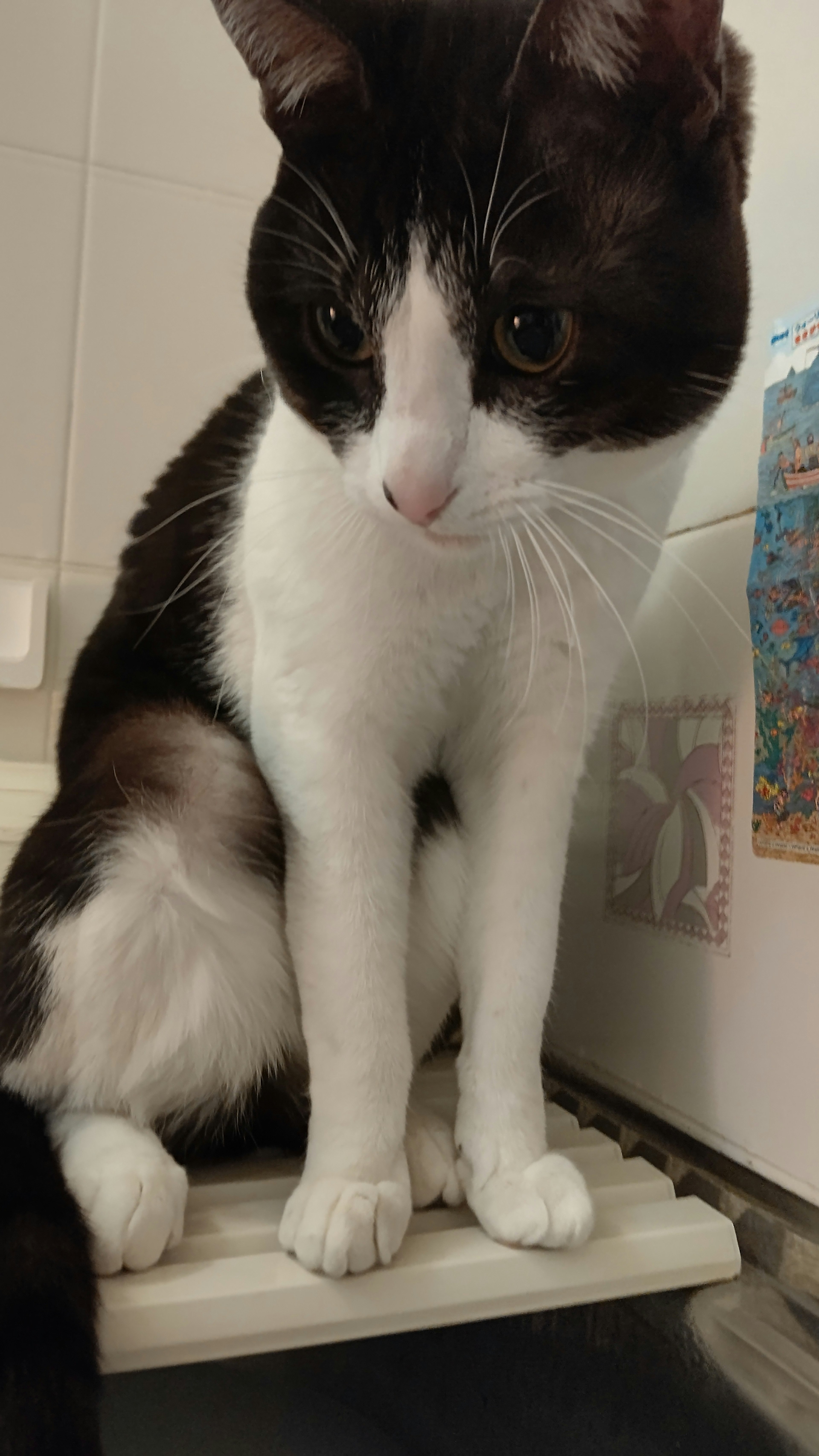 A black and white cat sitting on a shelf