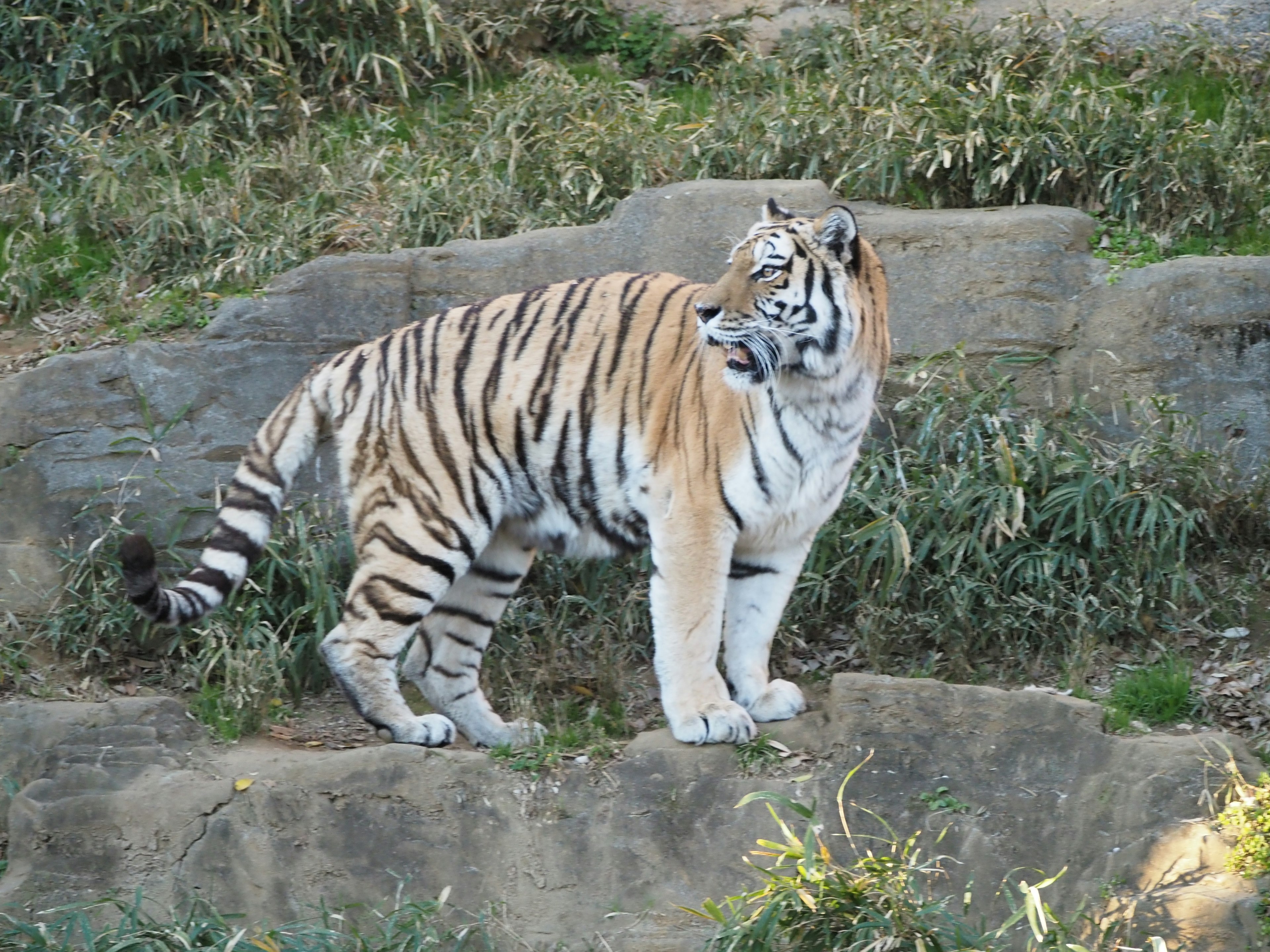 Un tigre in piedi su delle rocce che osserva i dintorni