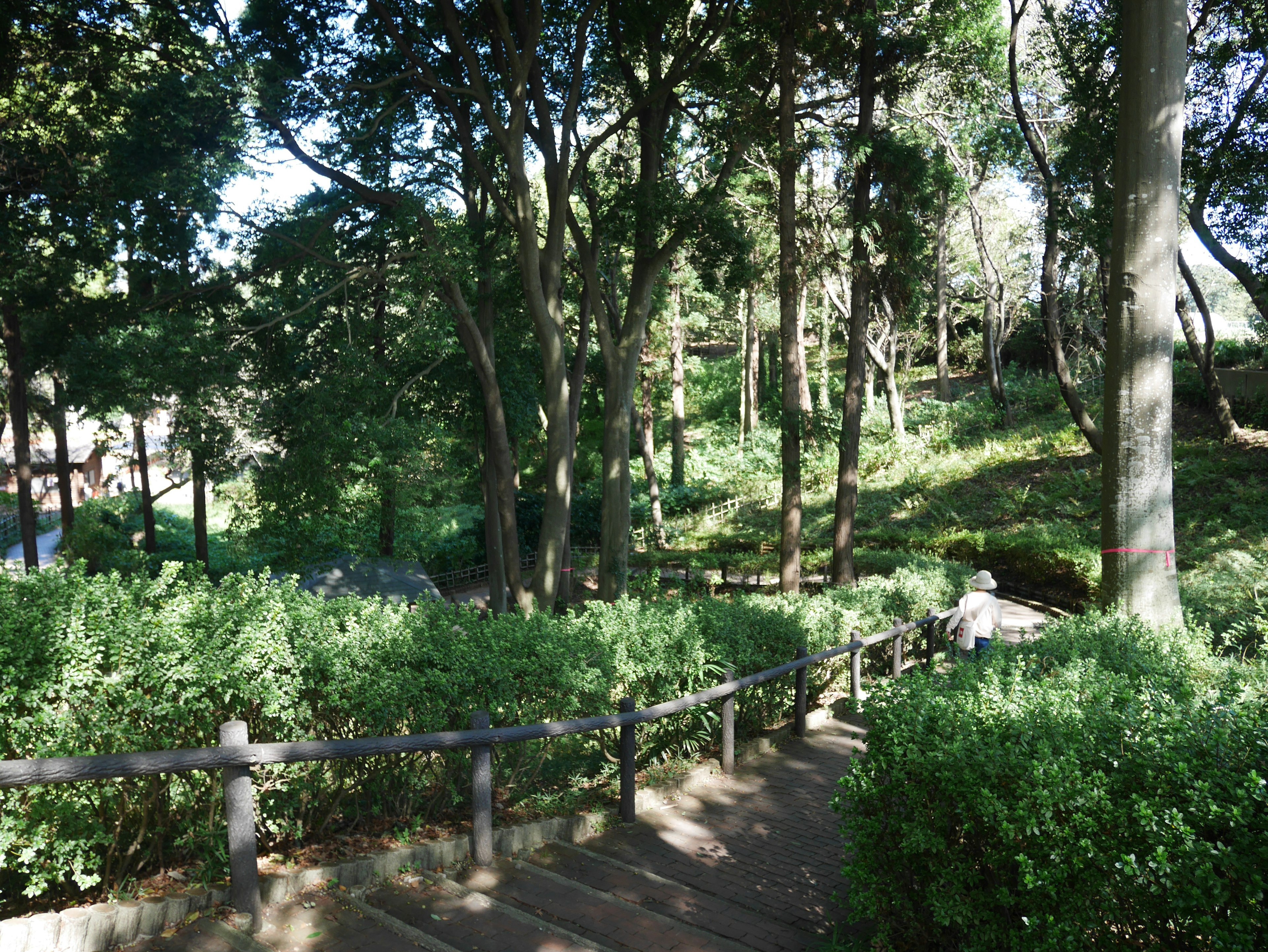 Scène de parc luxuriant avec des escaliers en bois et des arbres