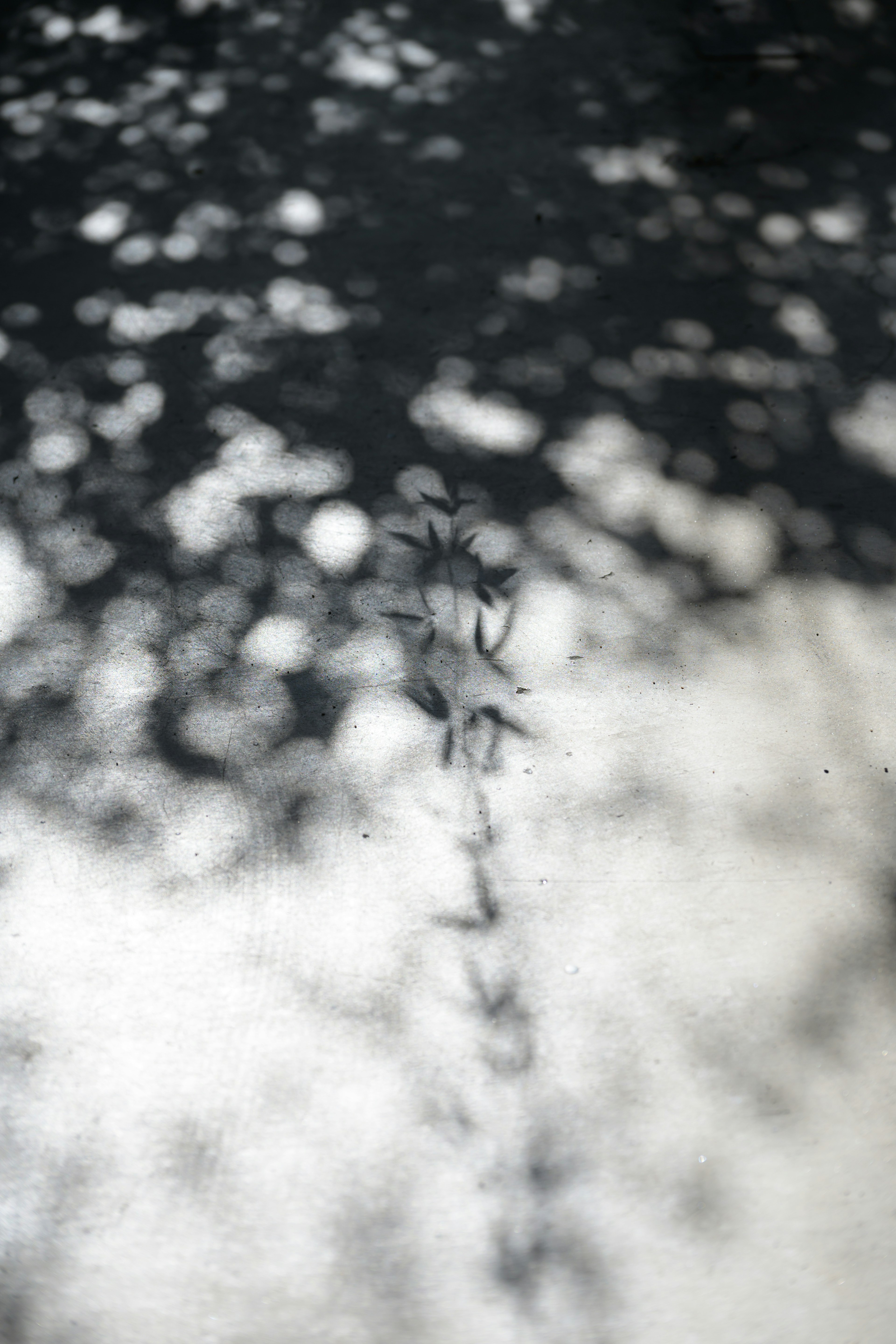 Blurred background with the silhouette of leaves reflected on a water surface