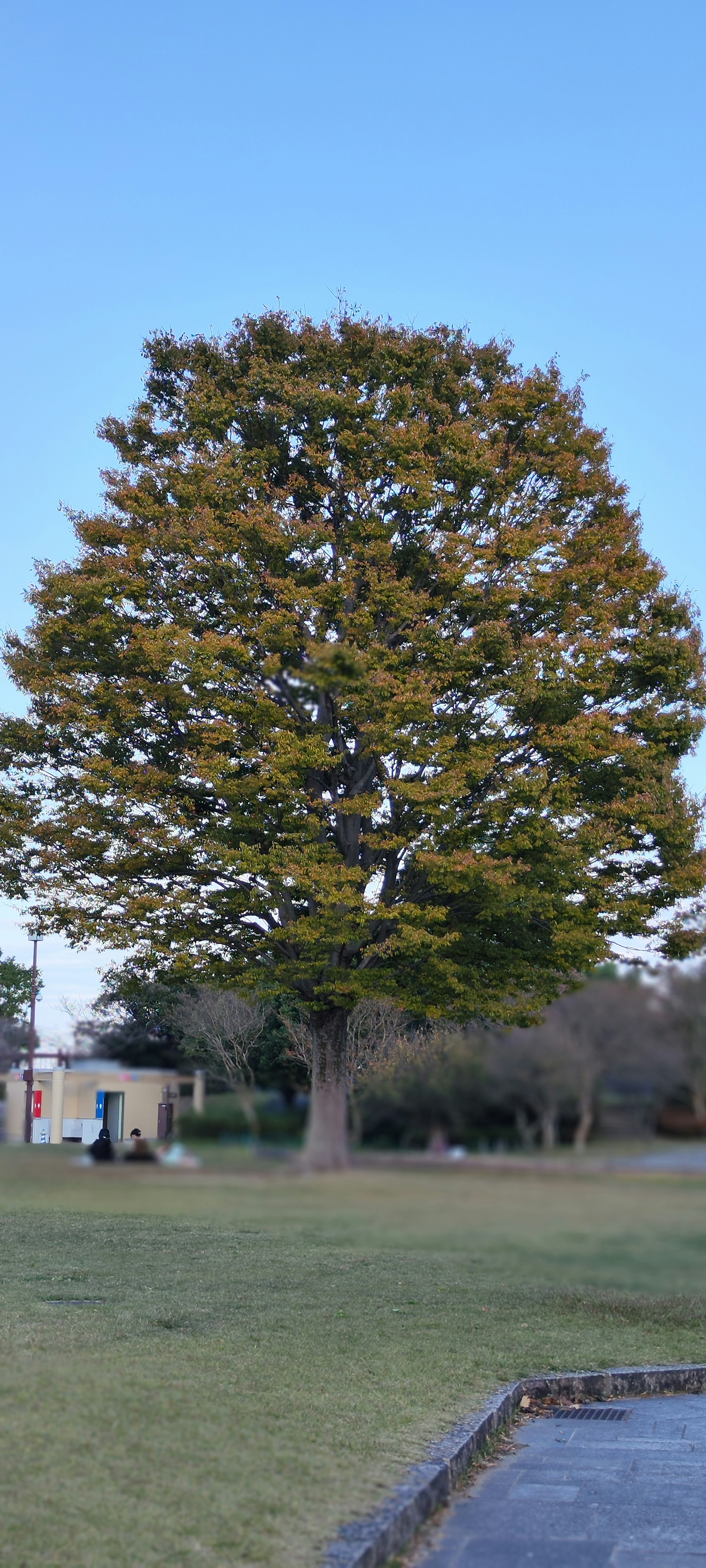 Großer grüner Baum steht unter einem blauen Himmel