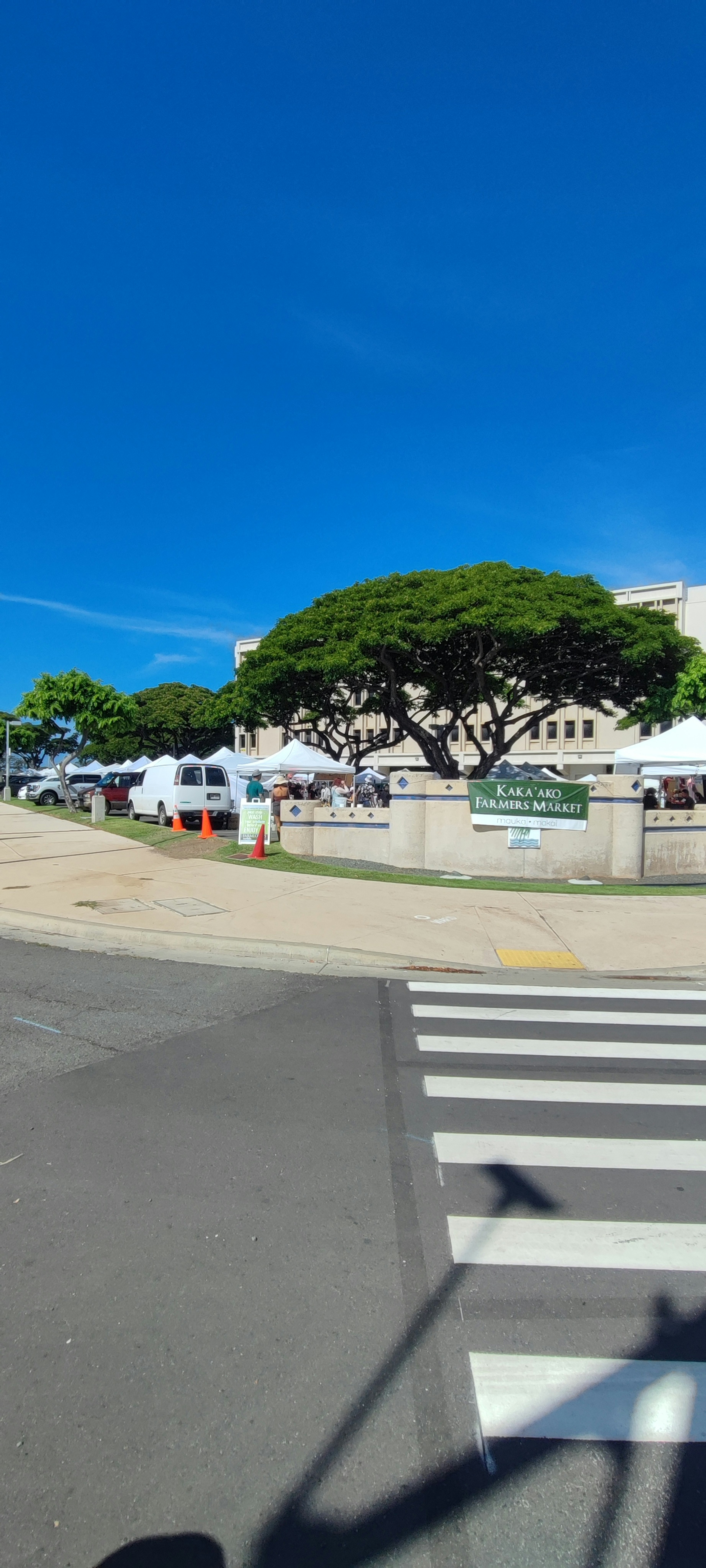 A large tree with a blue sky above and white tents in a park area