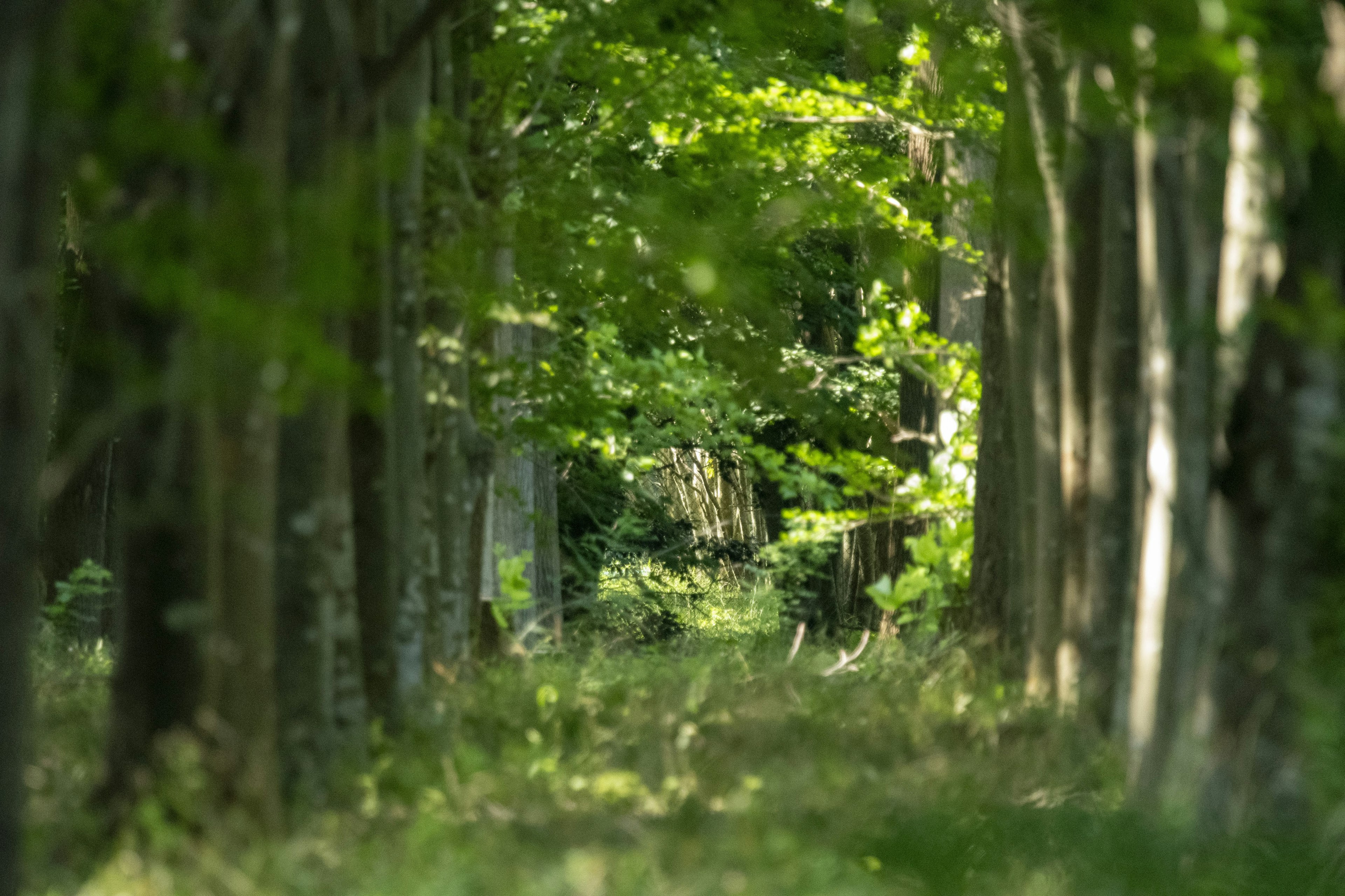 Un camino rodeado de árboles verdes exuberantes en un bosque