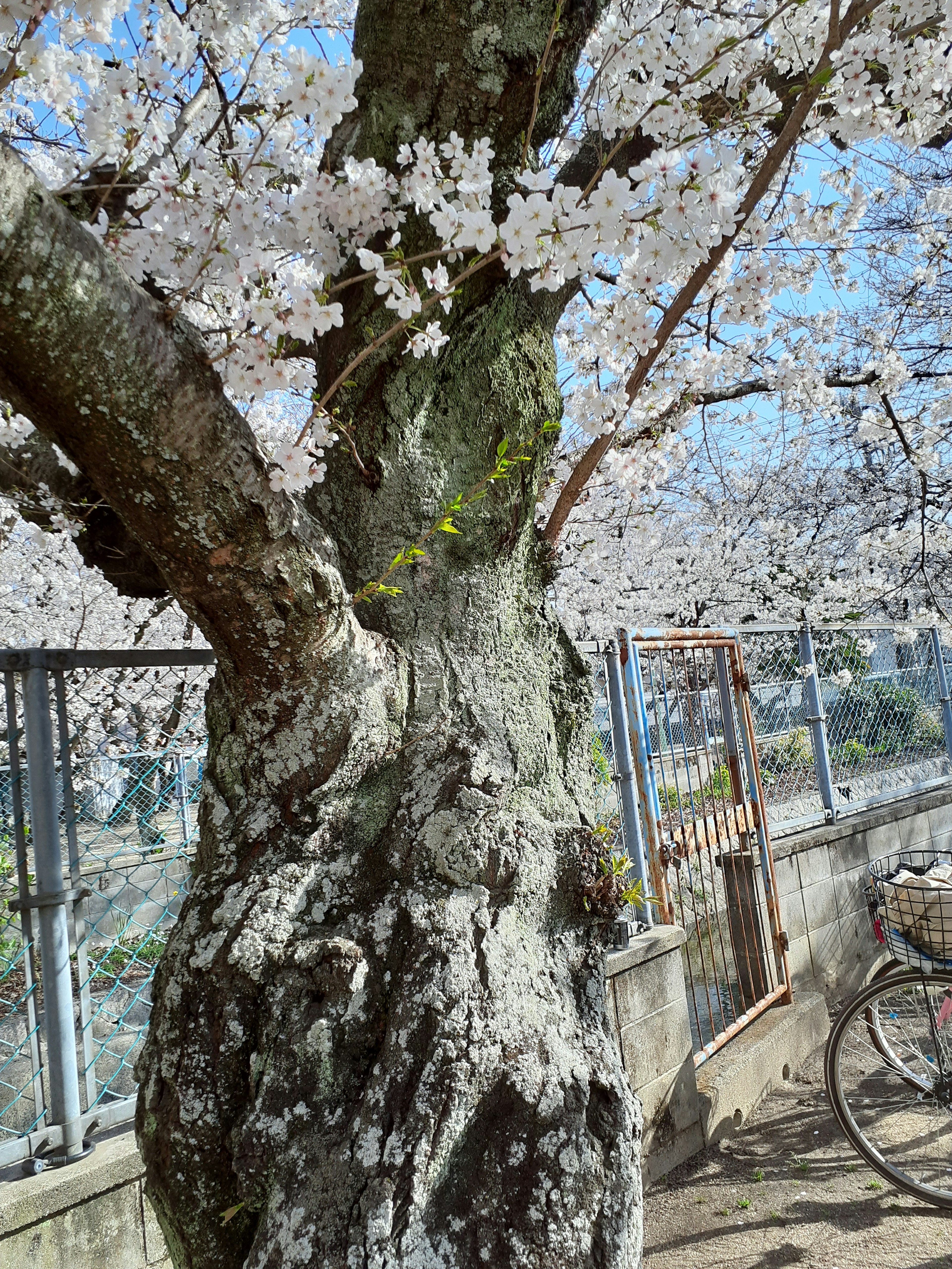 桜の木の幹と花が咲いている様子で背景には青空と金網のフェンスが見える