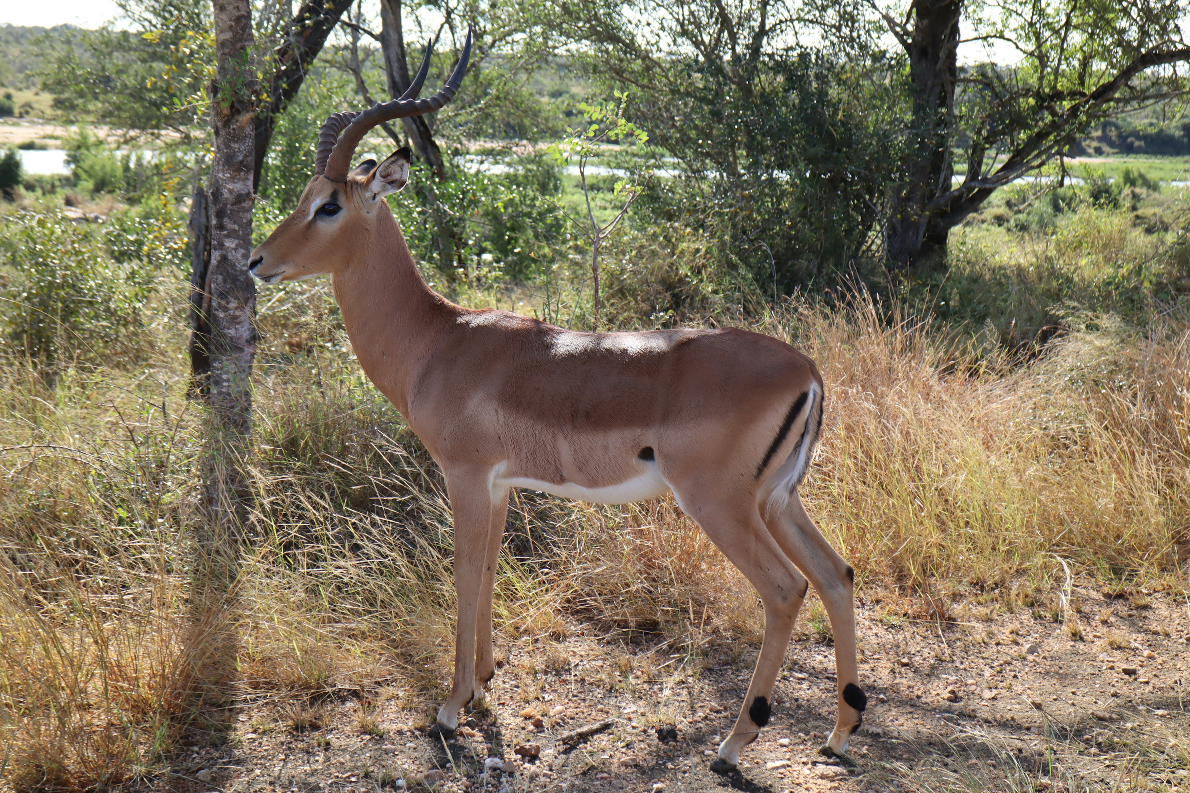 Seitenansicht eines Impalas, der in der Savanne steht, mit der umgebenden Natur