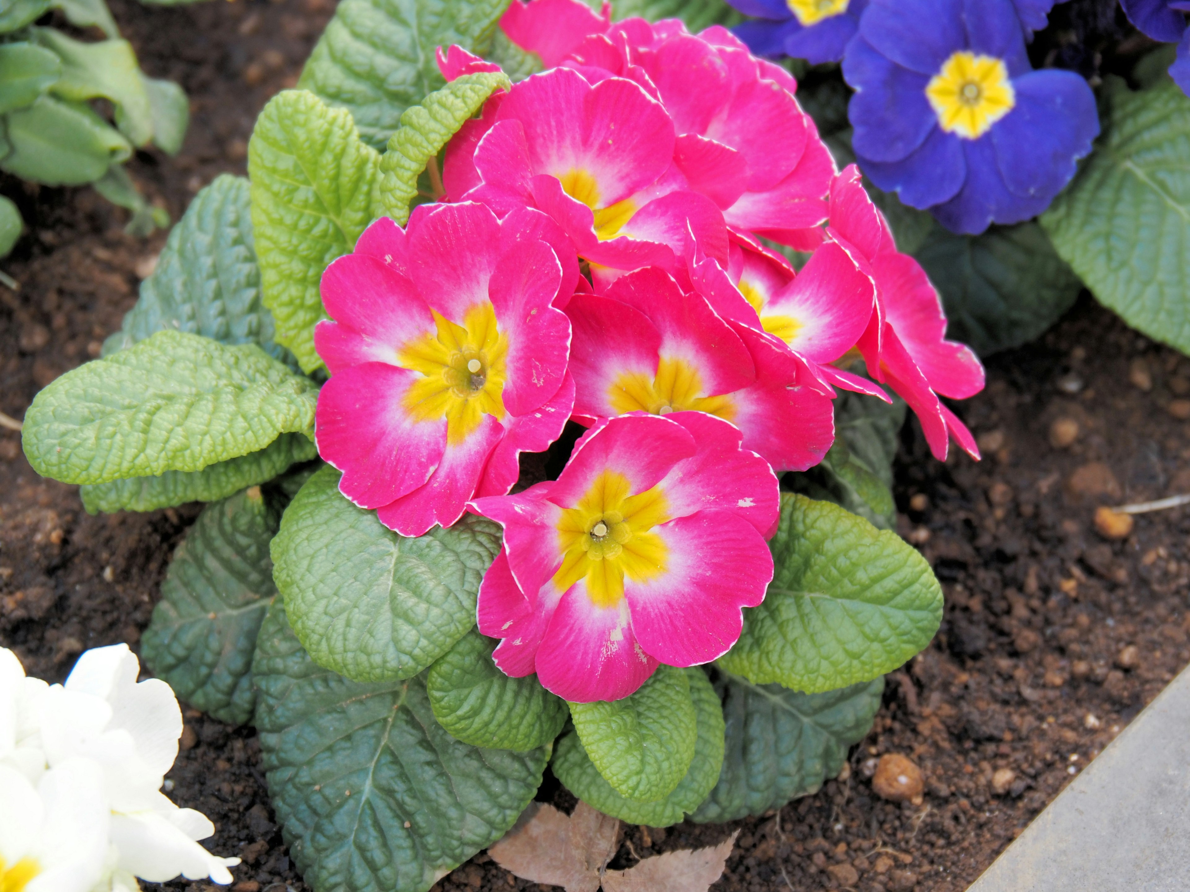 Kumpulan bunga primrose merah muda yang cerah dengan pusat kuning cerah