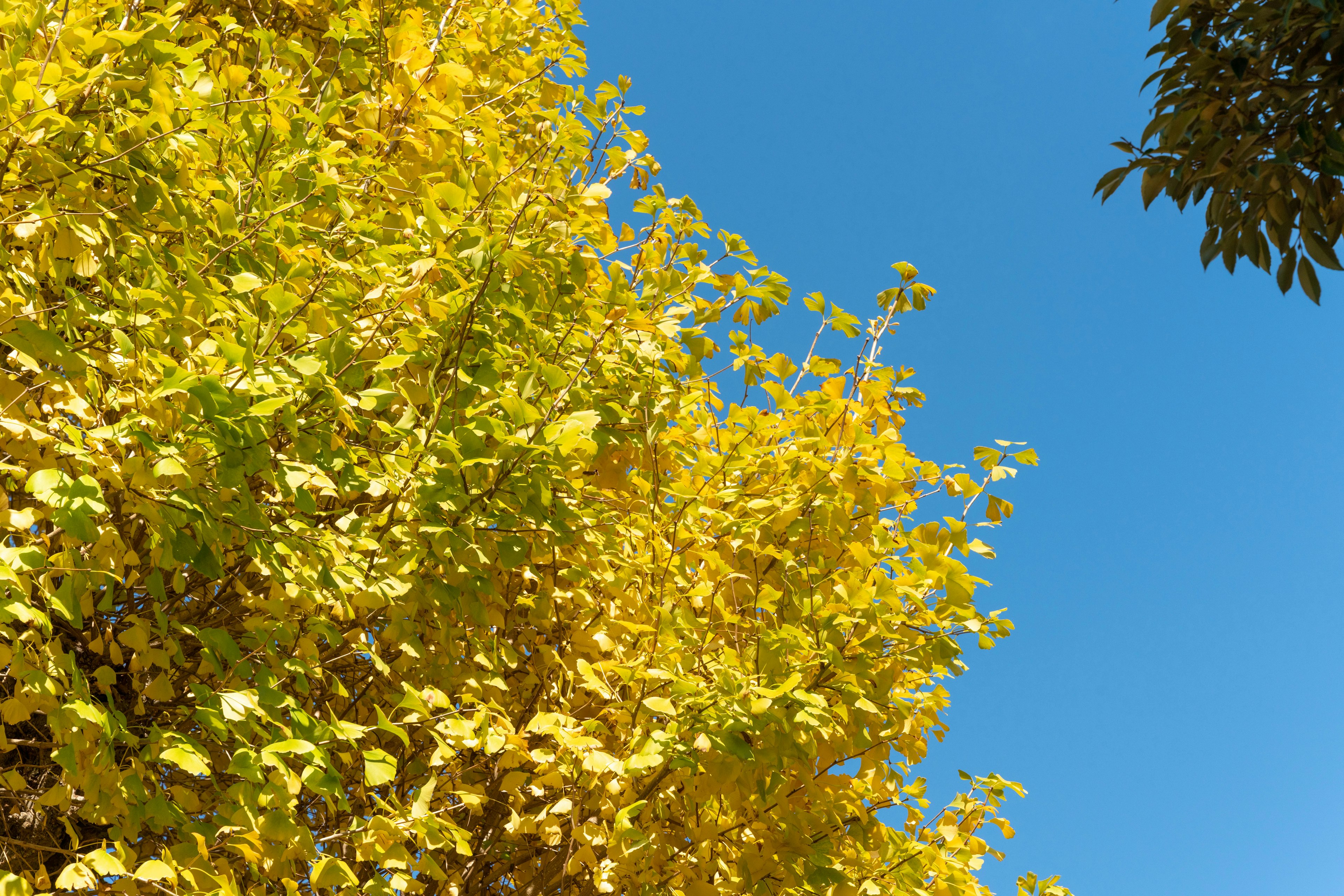 Feuilles jaunes vives sous un ciel bleu clair