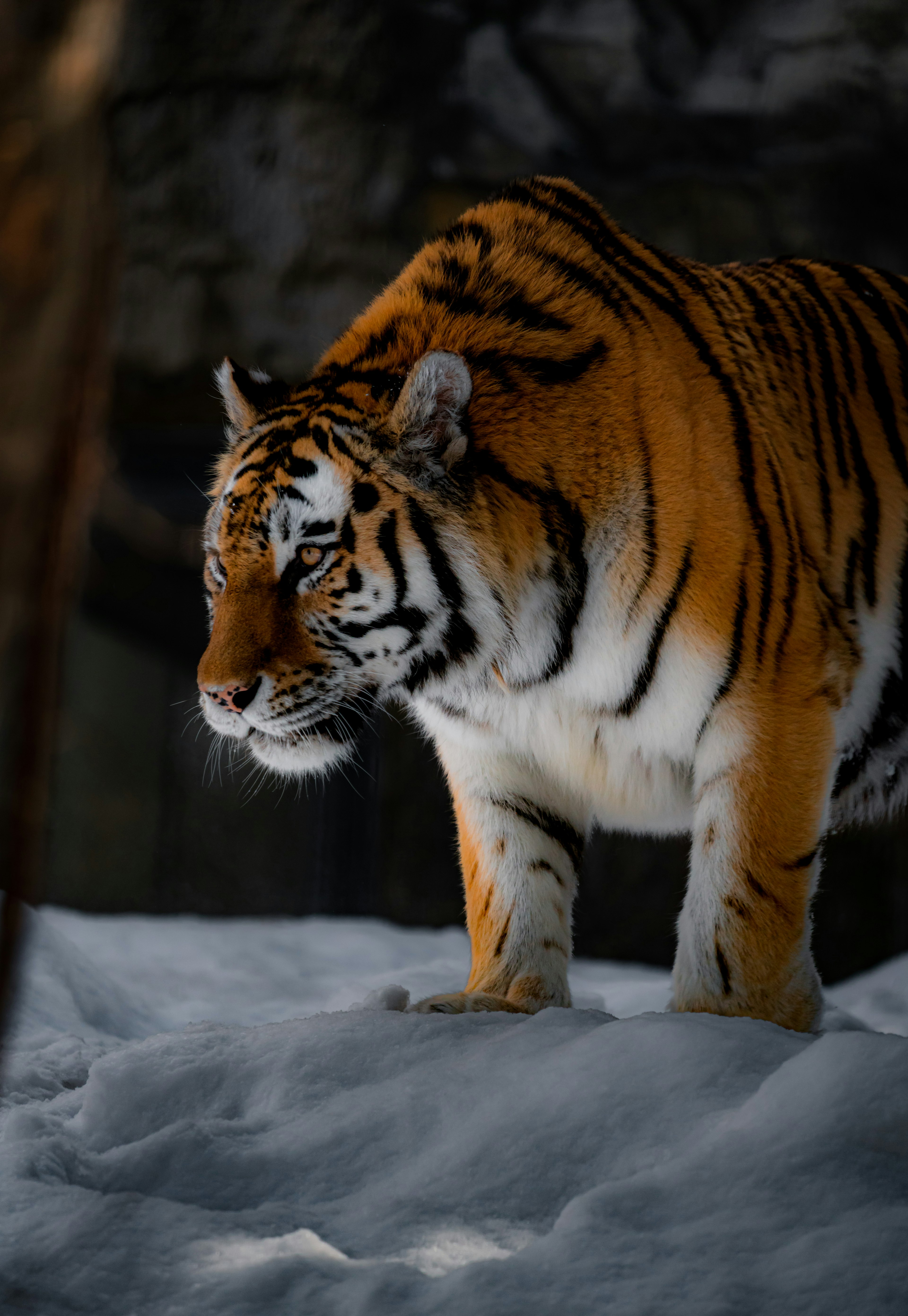 Un majestuoso tigre naranja de pie sobre la nieve mirando intensamente hacia adelante