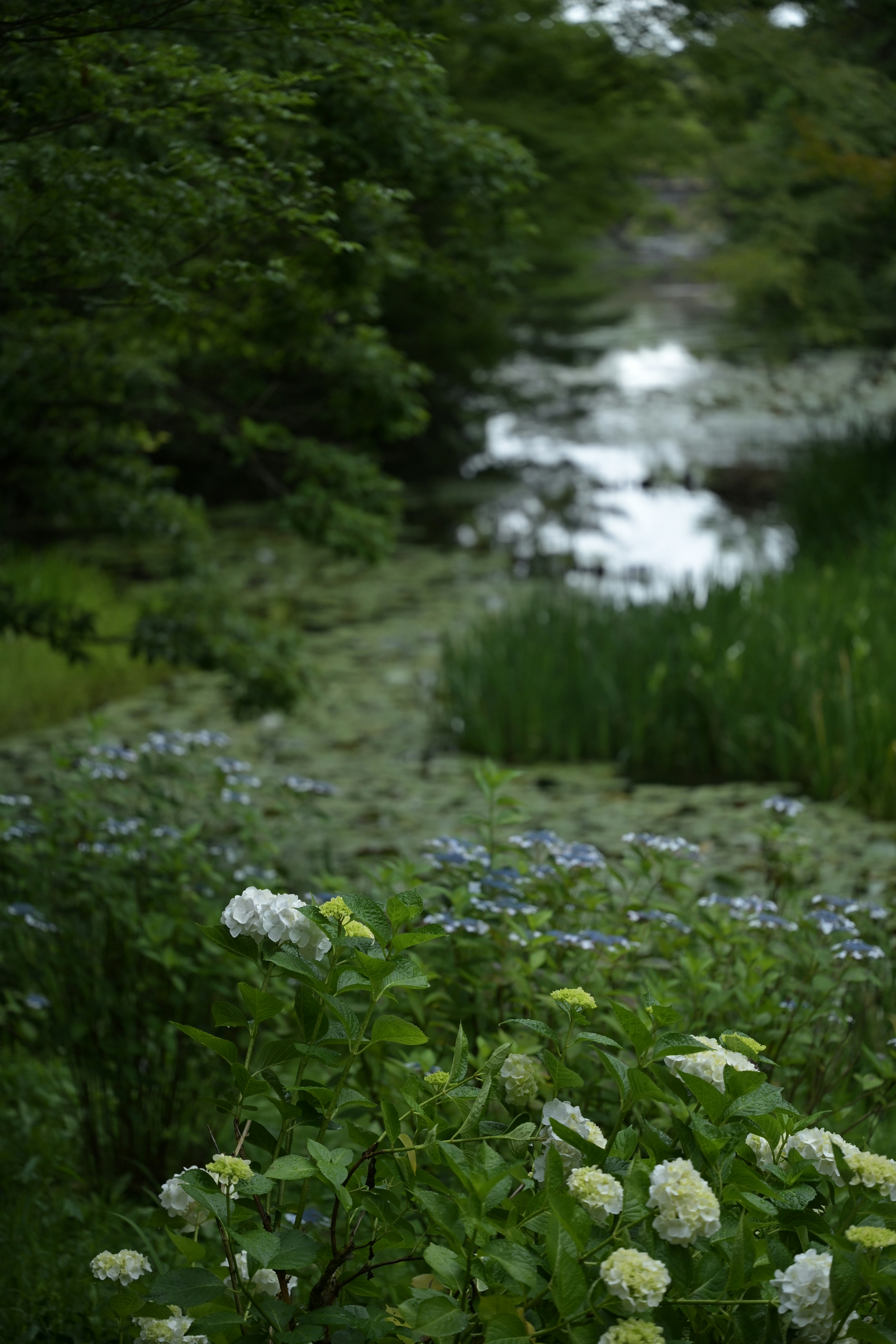 Eine üppige Landschaft mit blauen und weißen Blumen entlang eines Weges und einer ruhigen Wasseroberfläche im Hintergrund