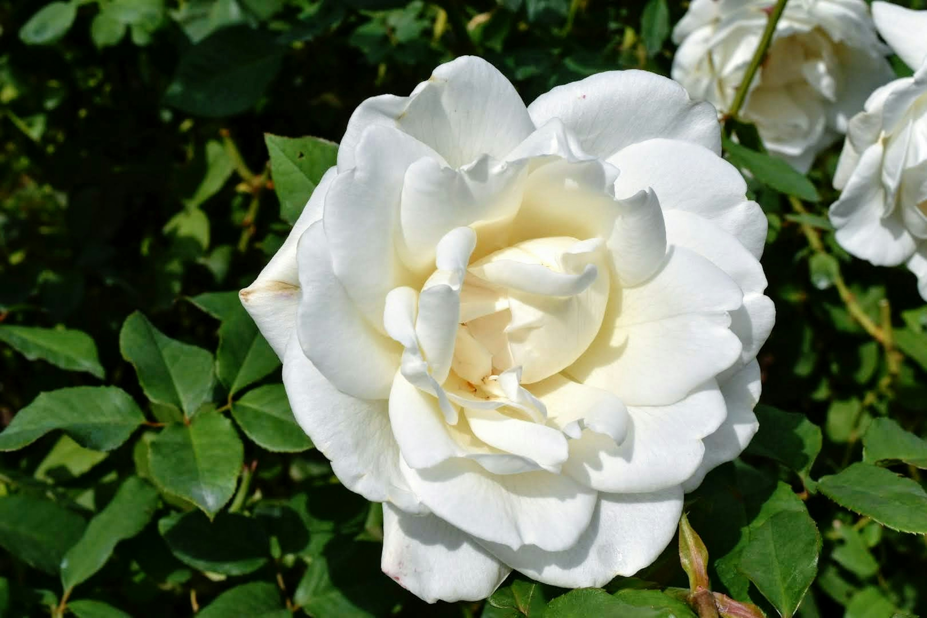 Eine schöne weiße Rose, die zwischen grünen Blättern blüht